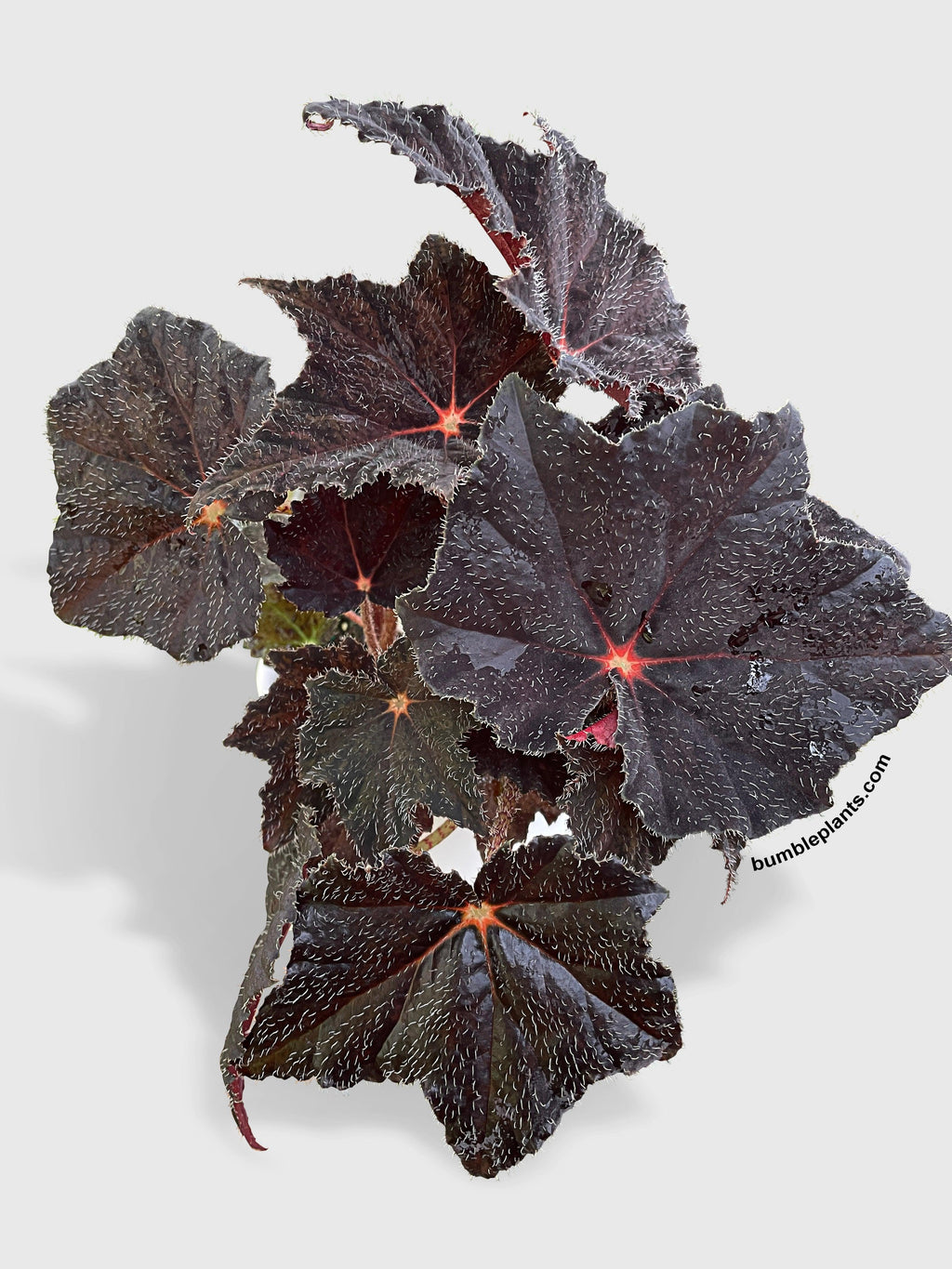 Begonia Black Fuzz Hallows Eye