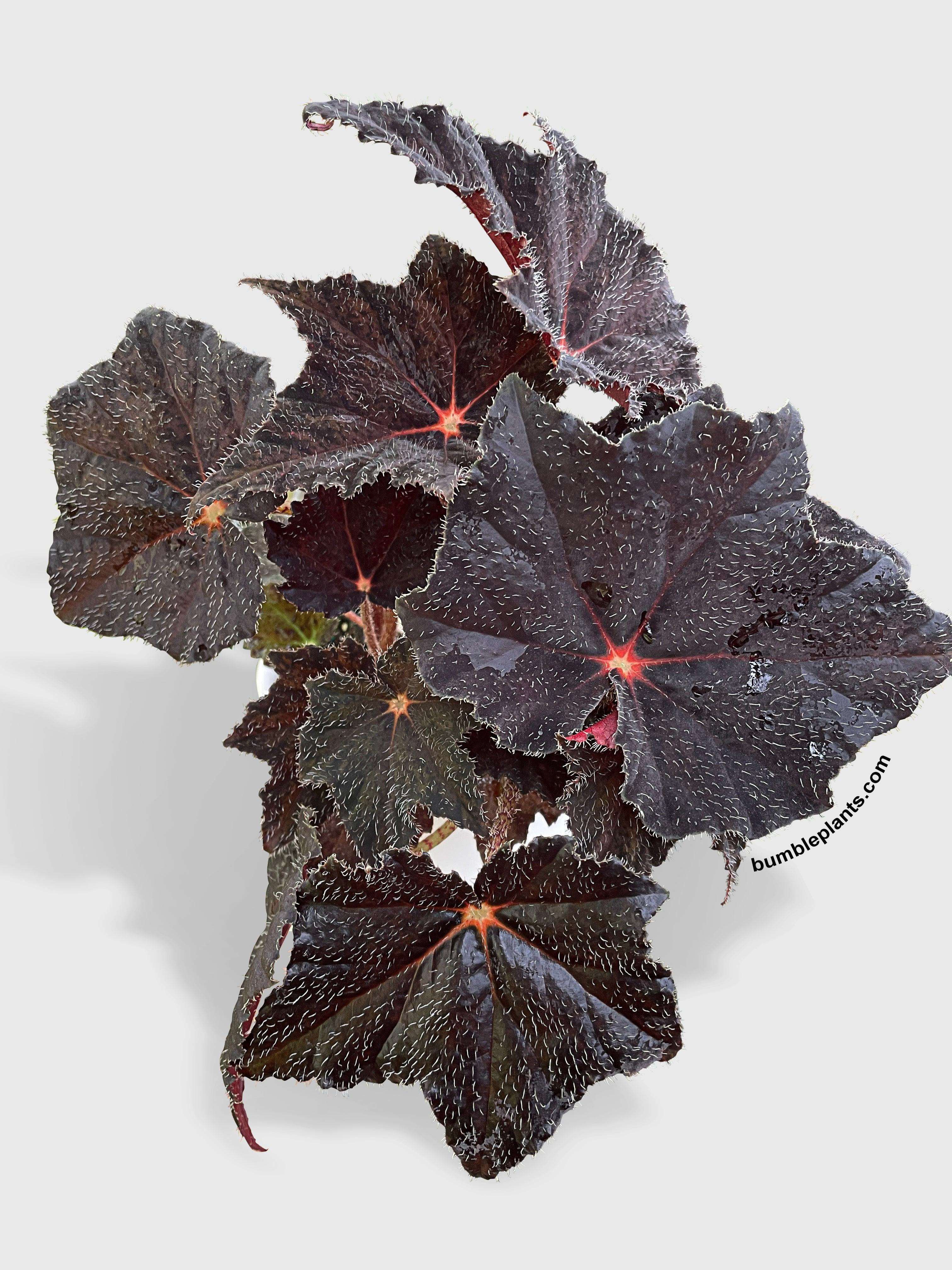 Begonia Black Fuzz Hallows Eye