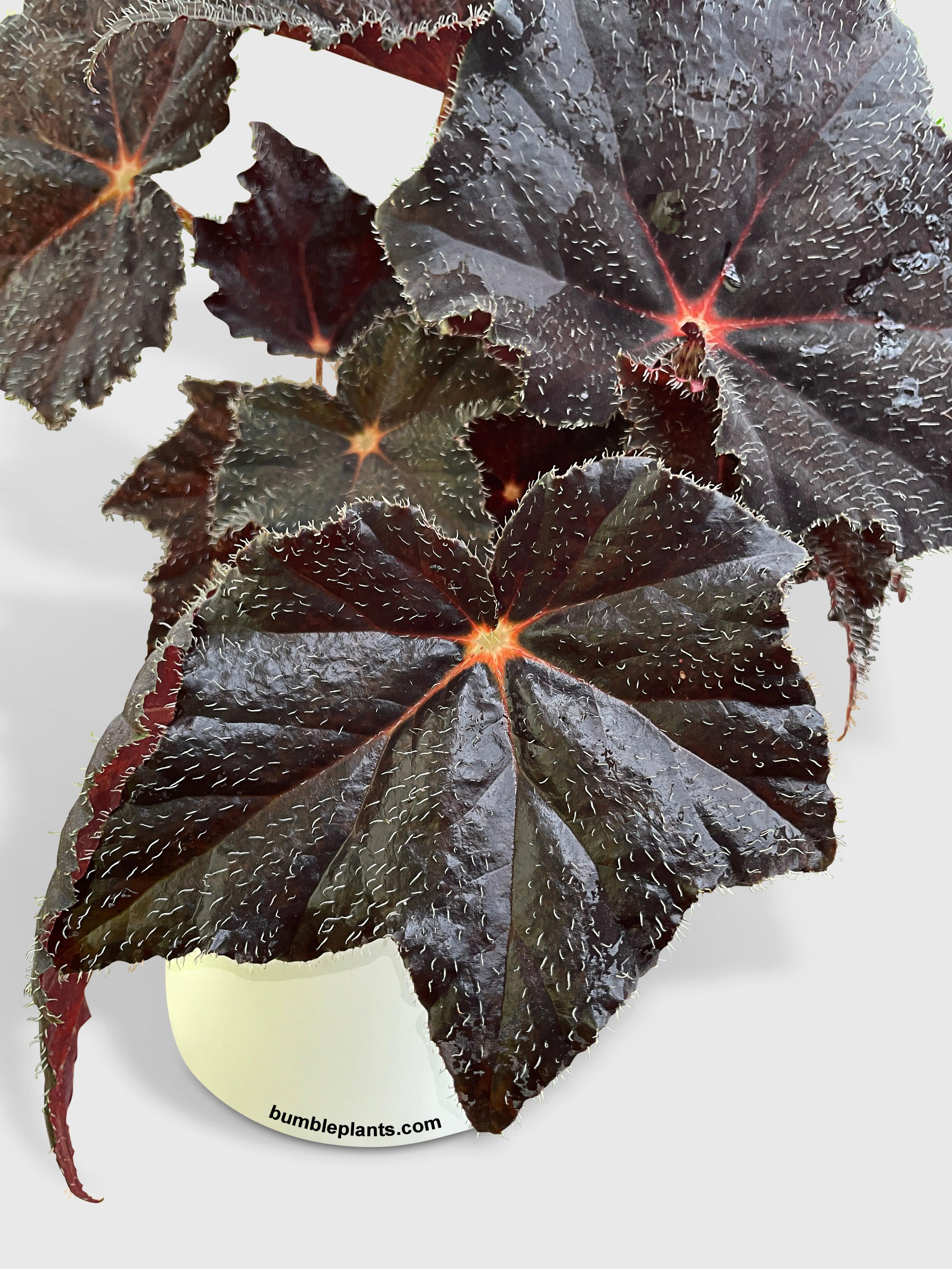 Begonia Black Fuzz Hallows Eye
