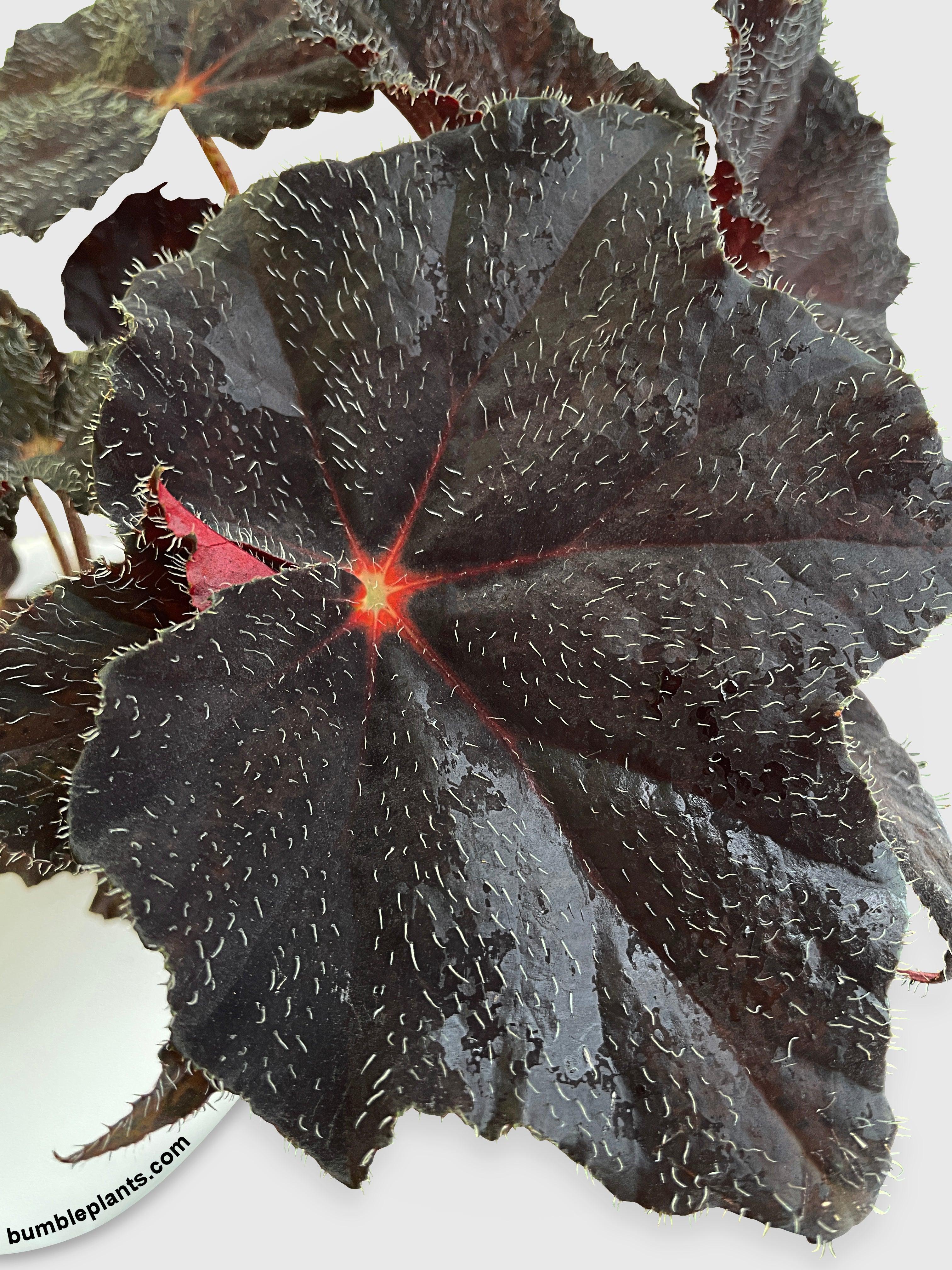 Begonia Black Fuzz Hallows Eye