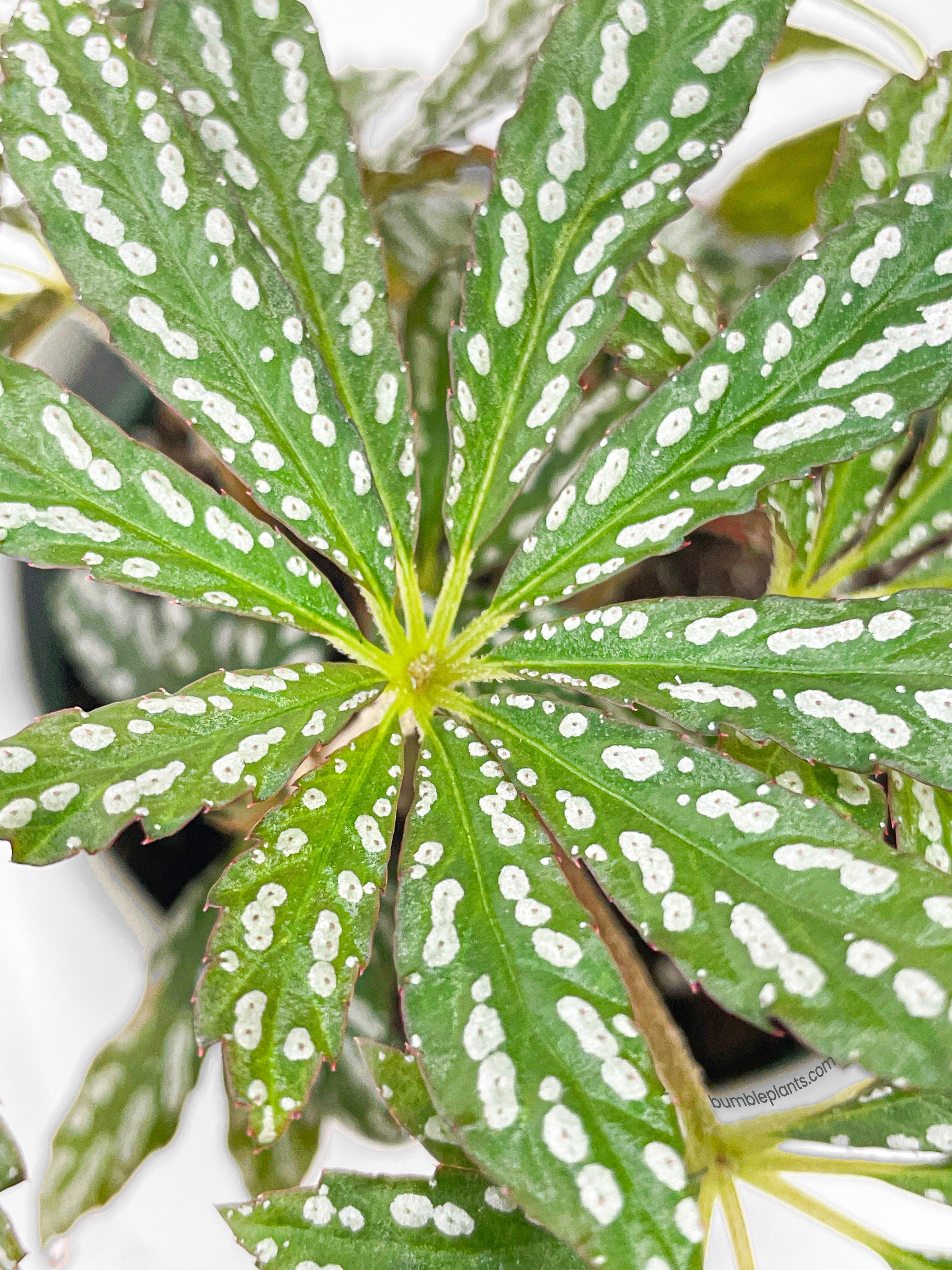 Begonia Hemsleyana Variegata (Silver Dots U404)
