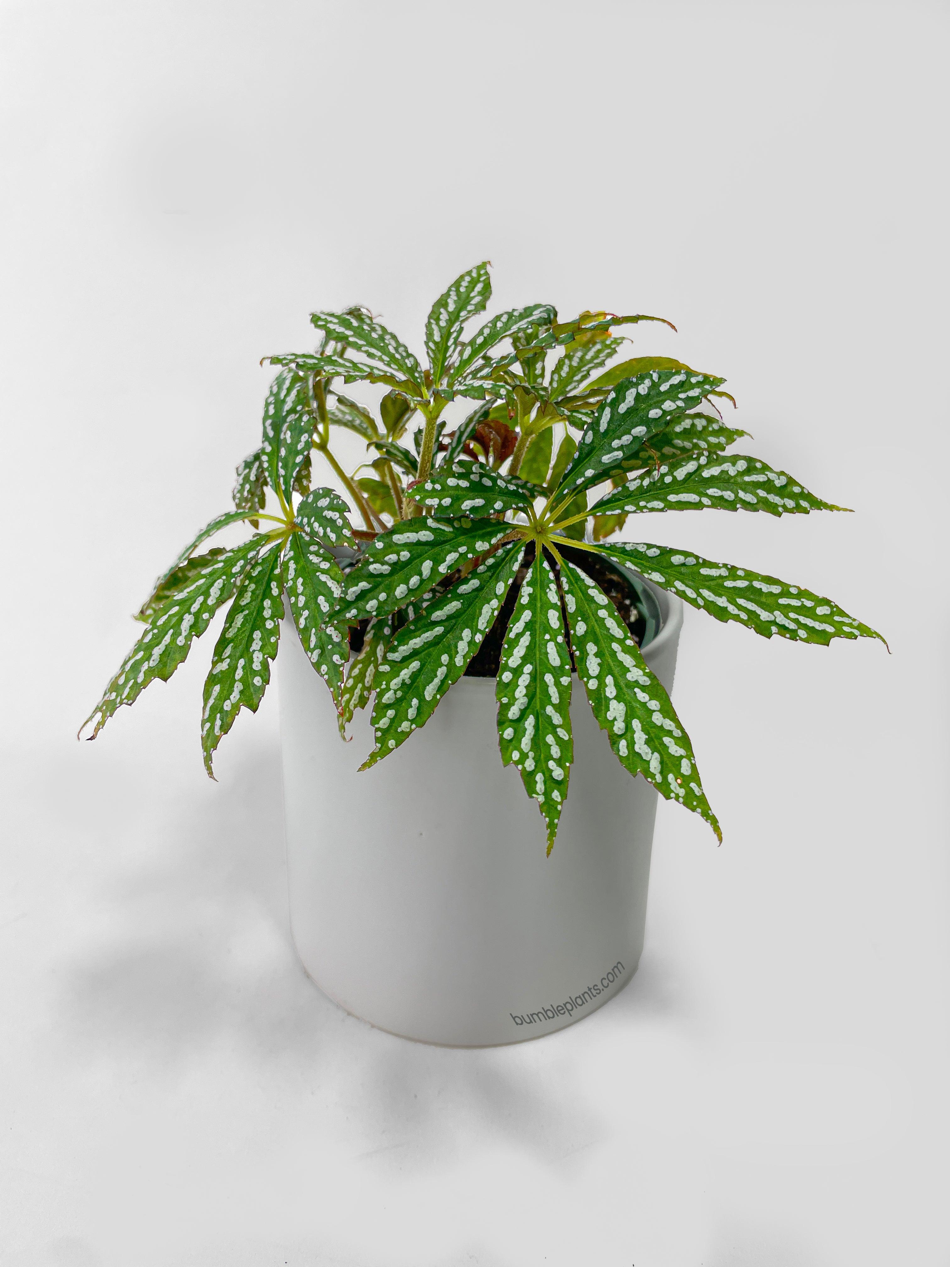 Begonia Hemsleyana Variegata (Silver Dots U404)