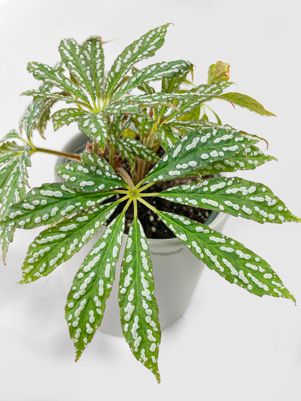 Begonia Hemsleyana Variegata (Silver Dots U404)