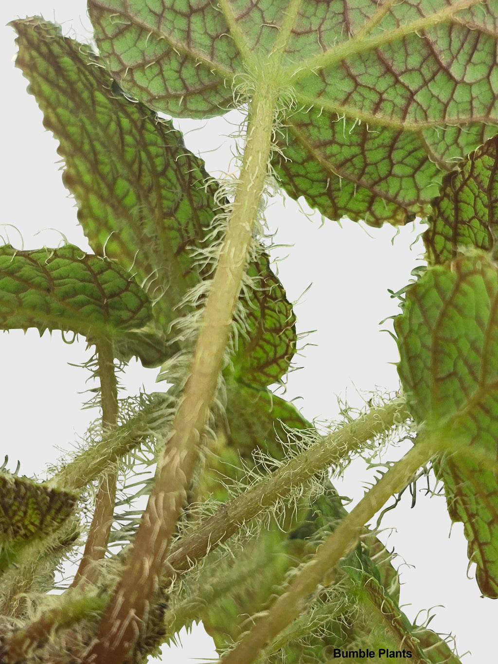 Begonia Longiciliata 'Sizemoreae U388'