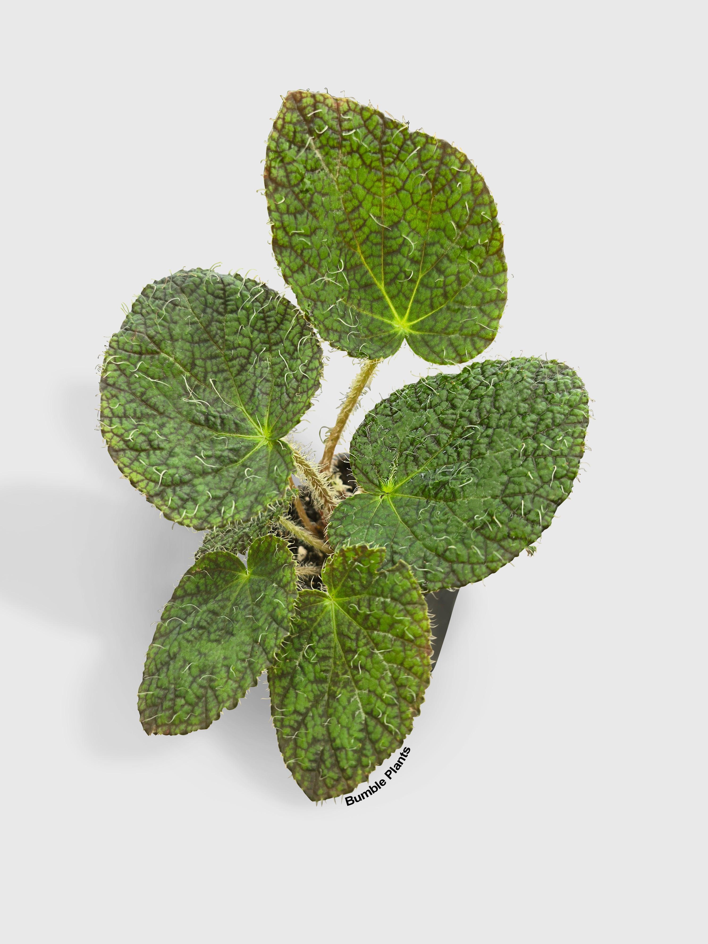 Begonia Longiciliata 'Sizemoreae U388'