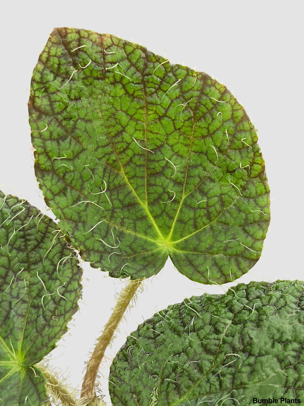 Begonia Longiciliata 'Sizemoreae U388'