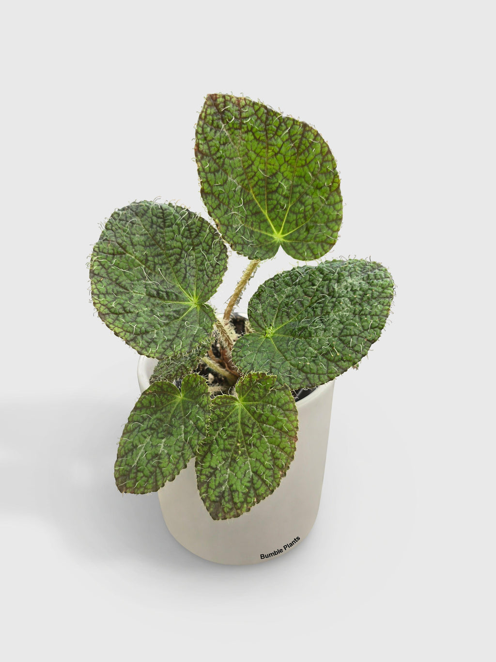 Begonia Longiciliata 'Sizemoreae U388'