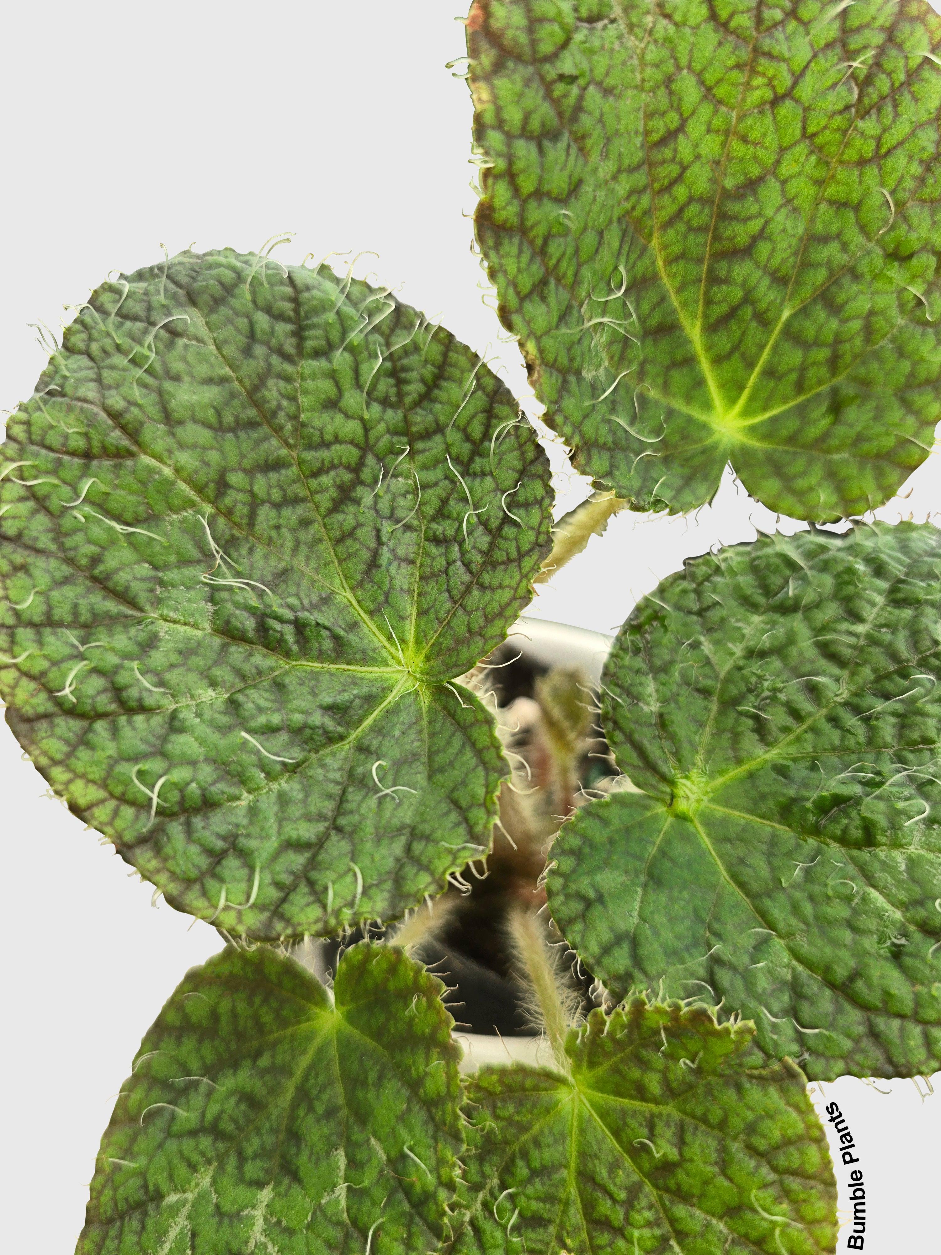 Begonia Longiciliata 'Sizemoreae U388'