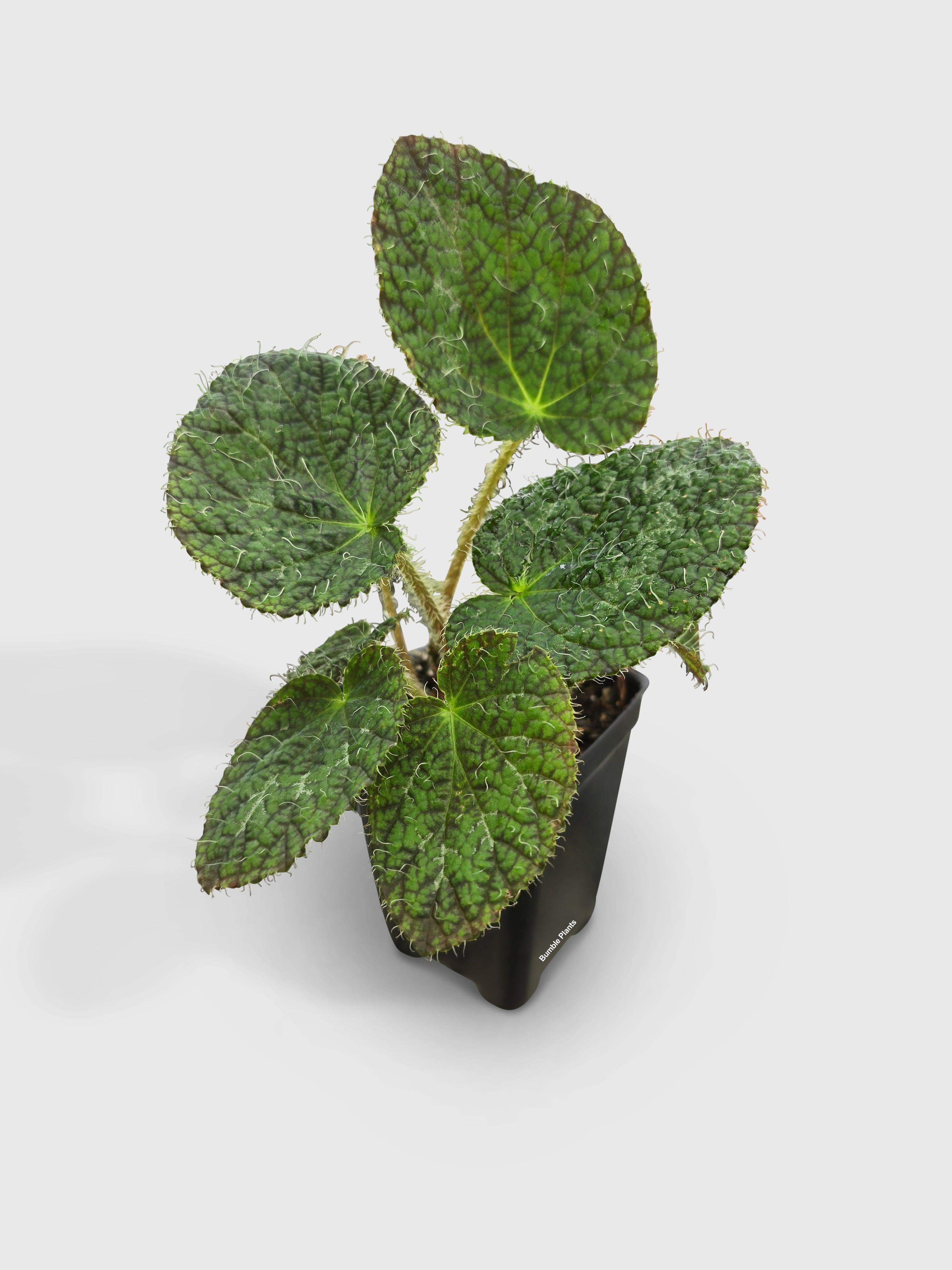 Begonia Longiciliata 'Sizemoreae U388'