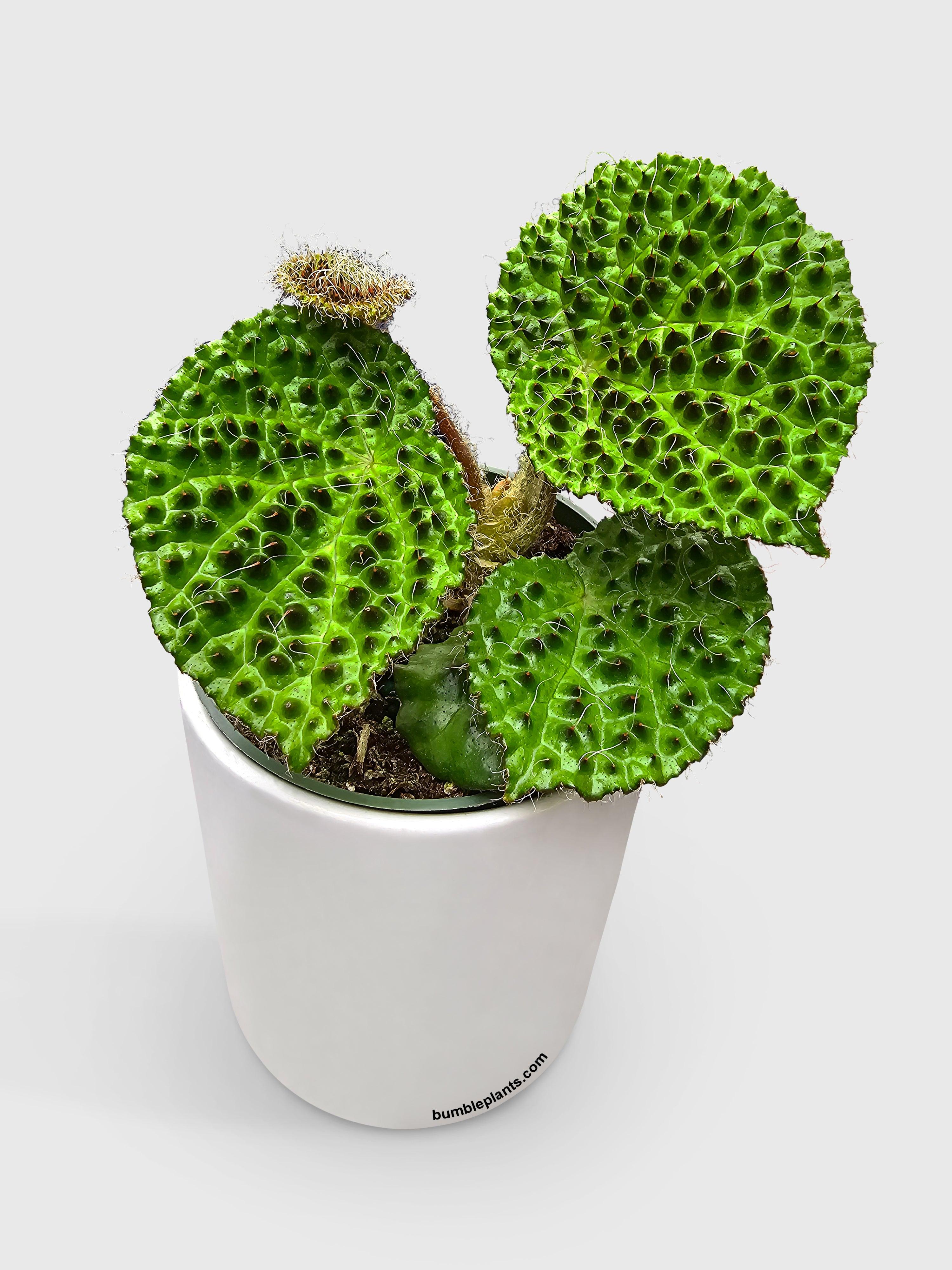 Begonia Melanobullata