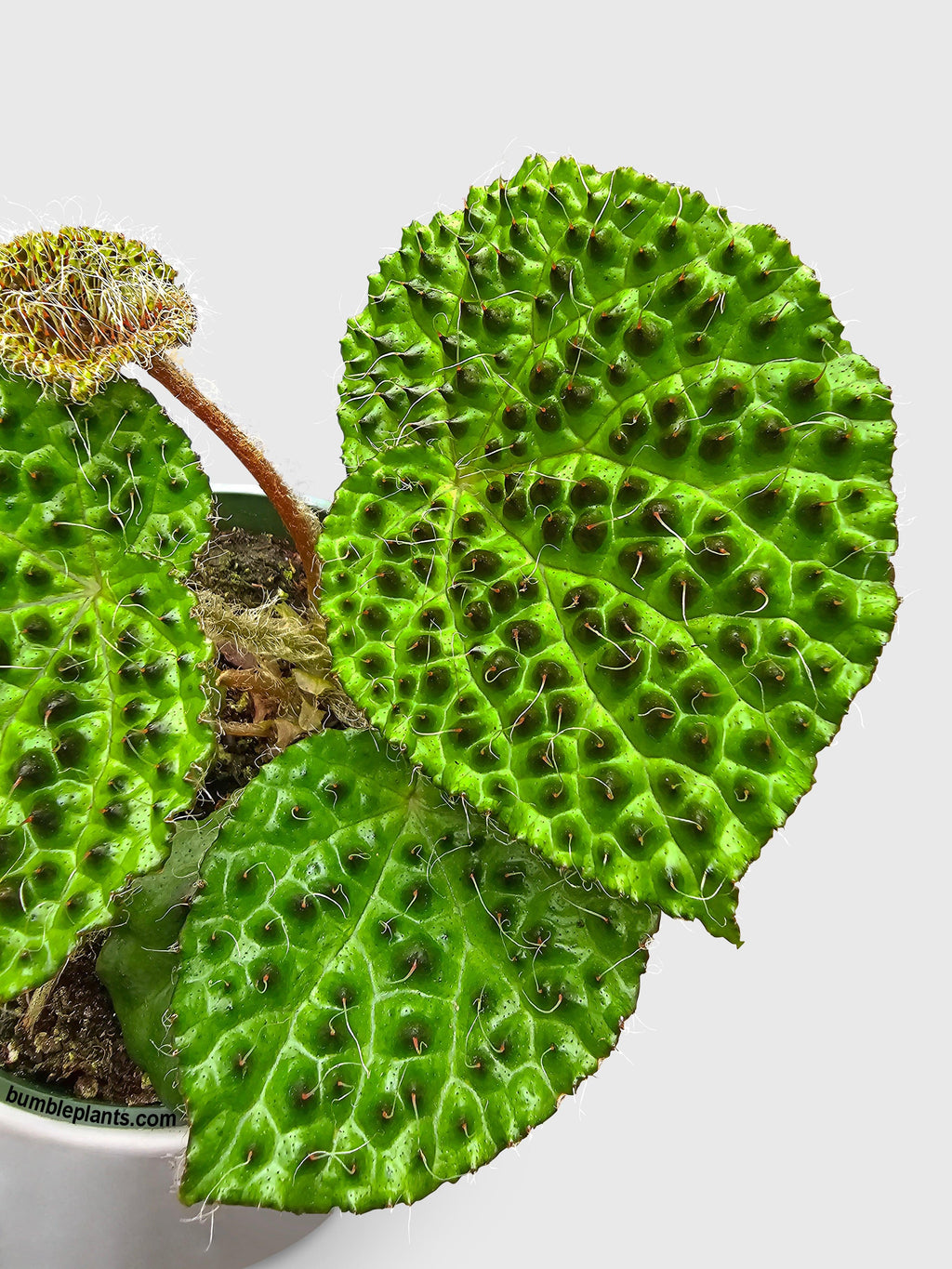 Begonia Melanobullata