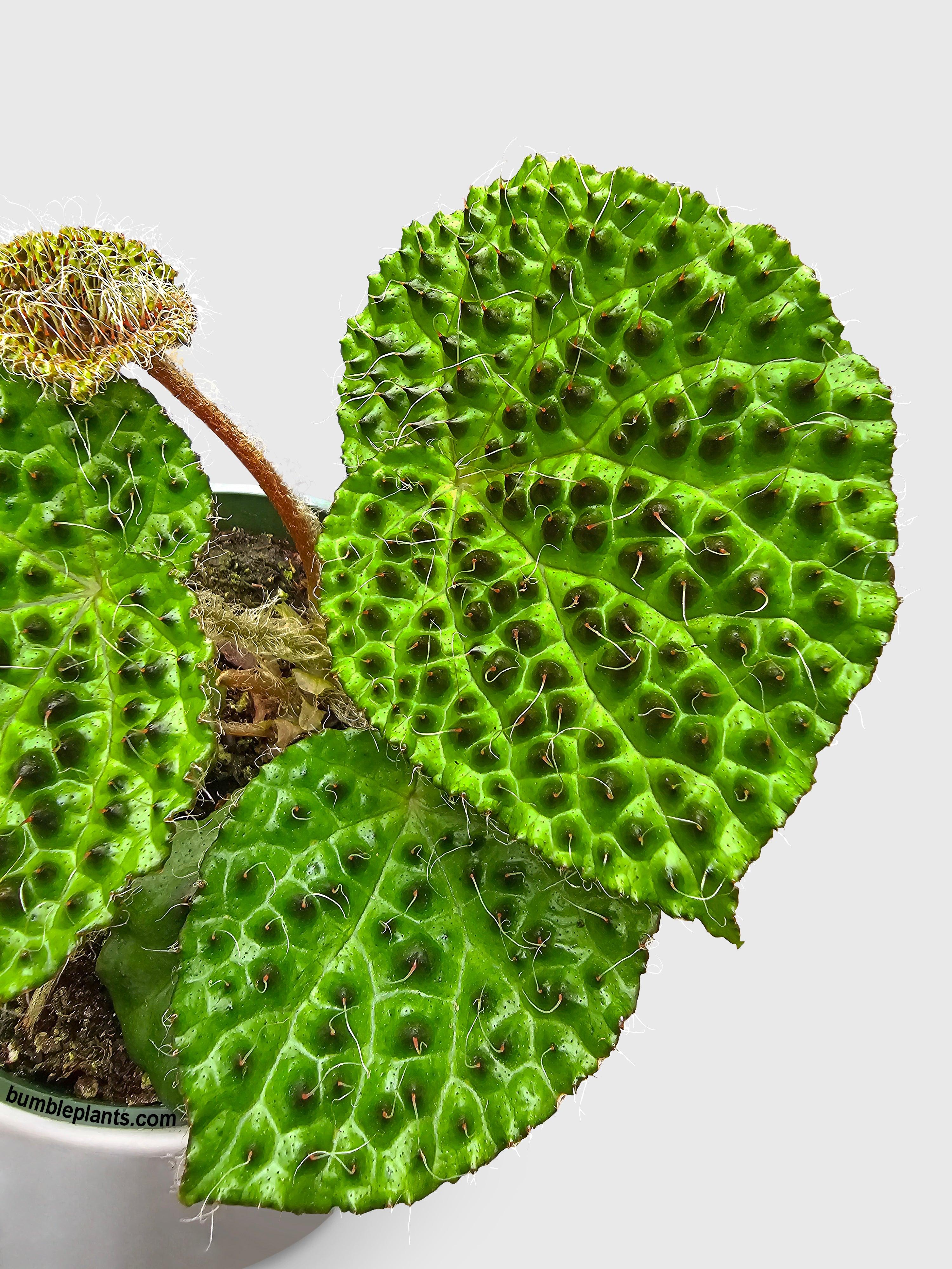 Begonia Melanobullata