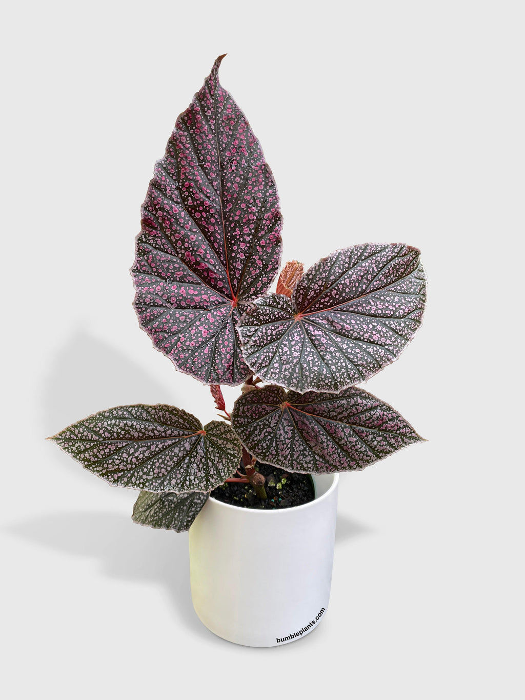 Begonia Miss Mummy