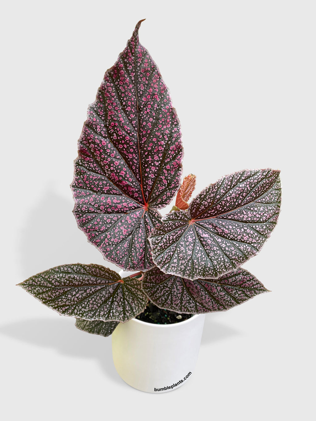 Begonia Miss Mummy