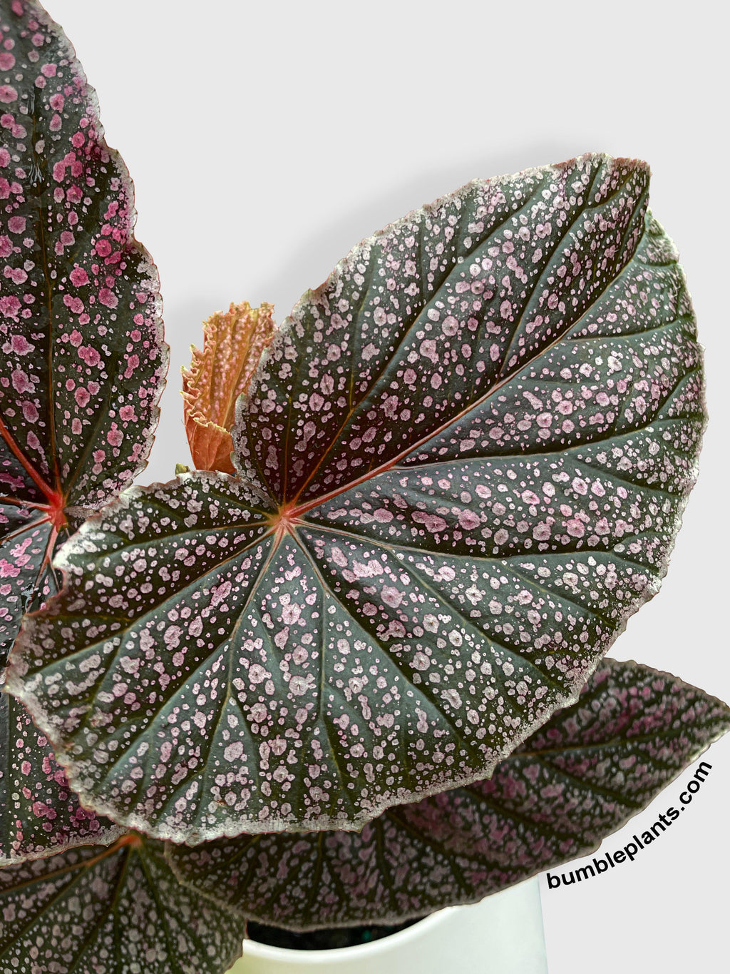 Begonia Miss Mummy