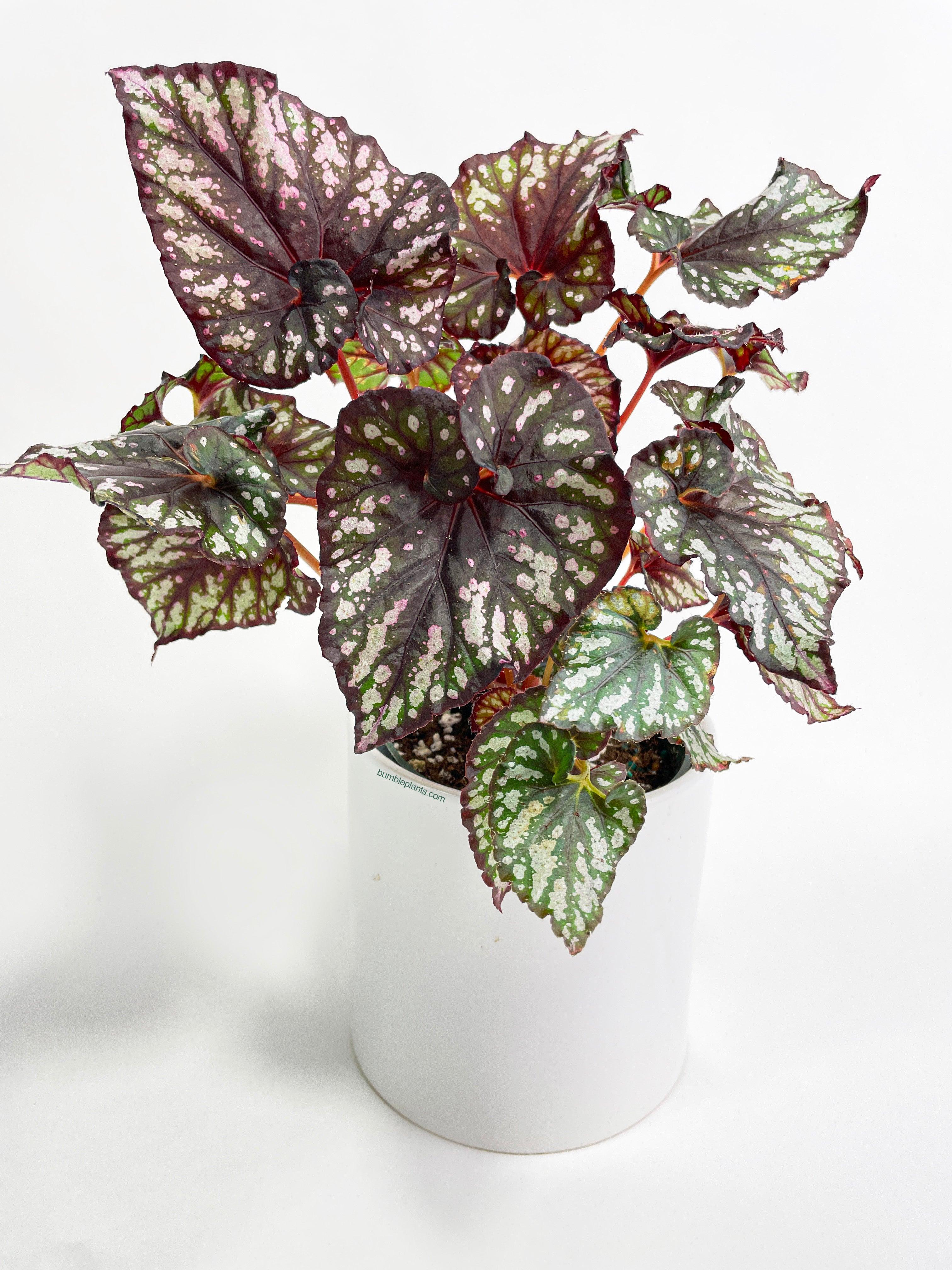 Begonia Rex King Cumbia