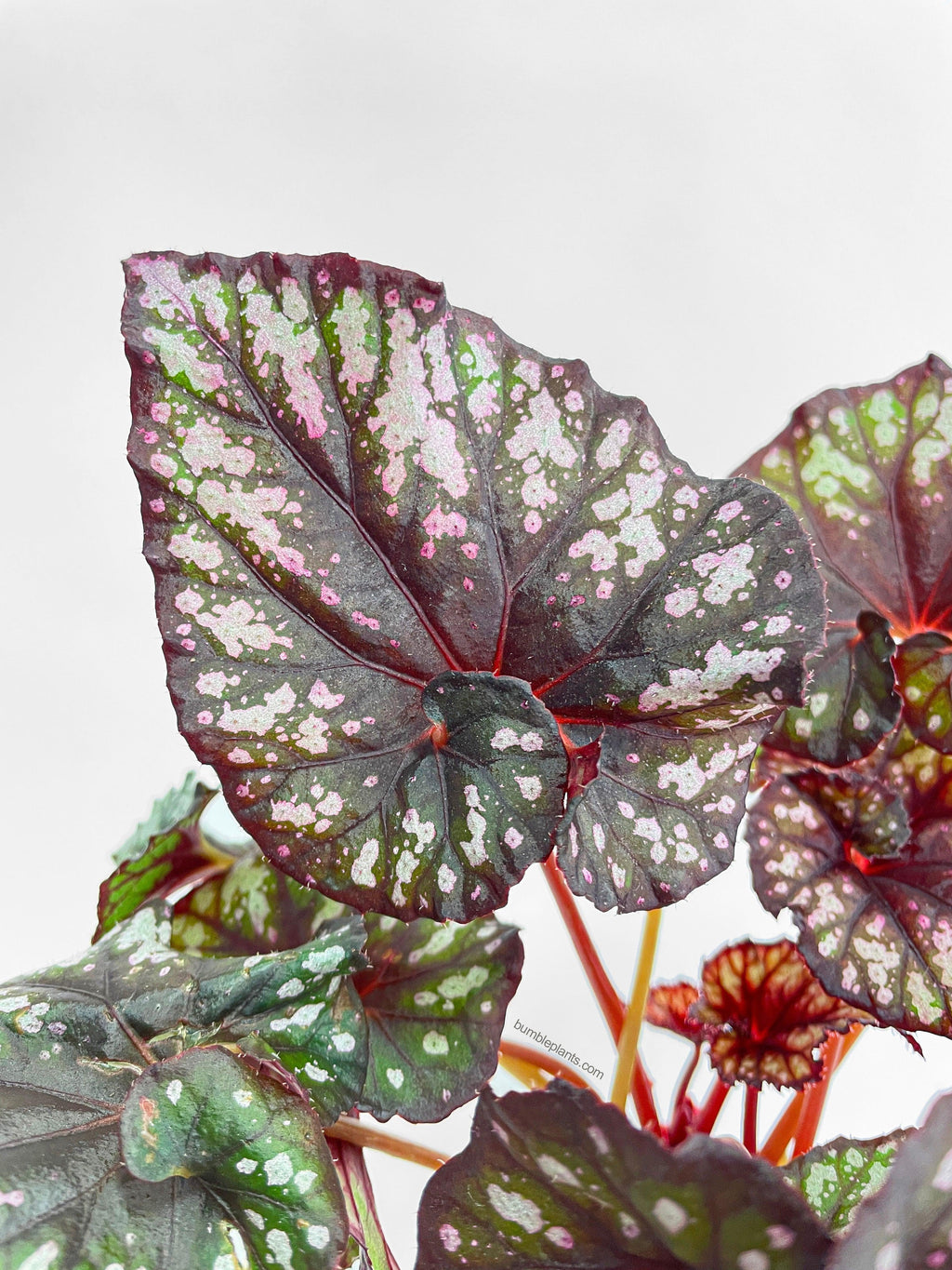Begonia Rex King Cumbia