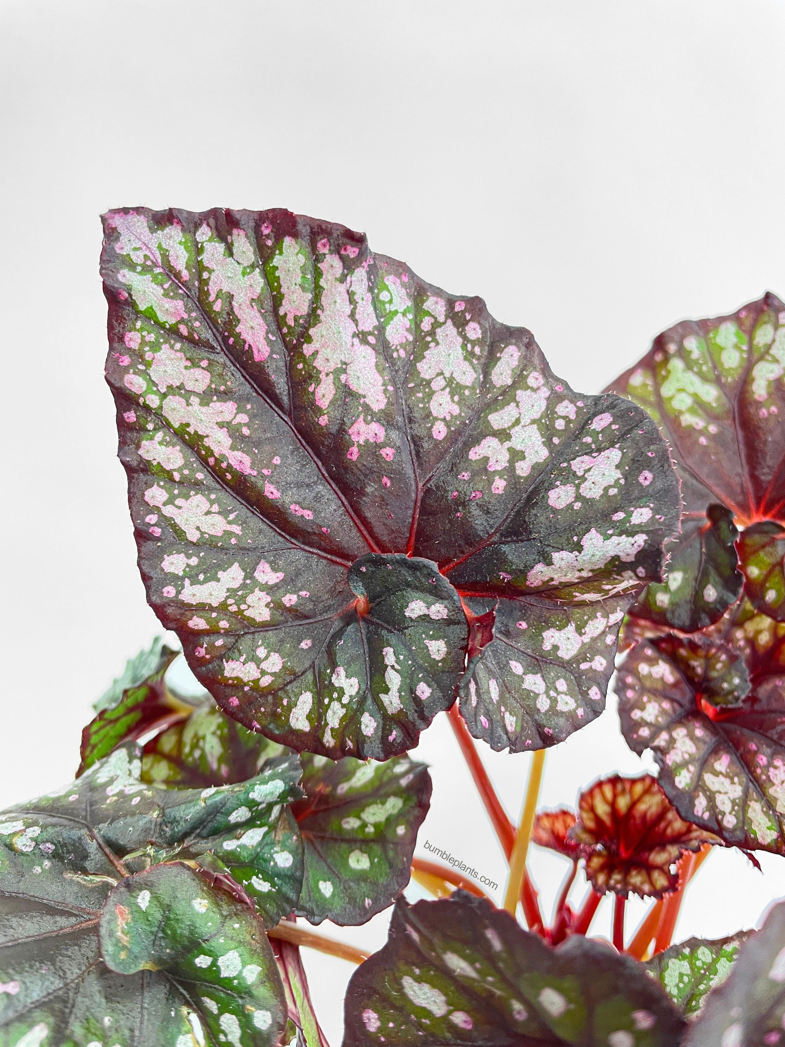 Begonia Rex King Cumbia