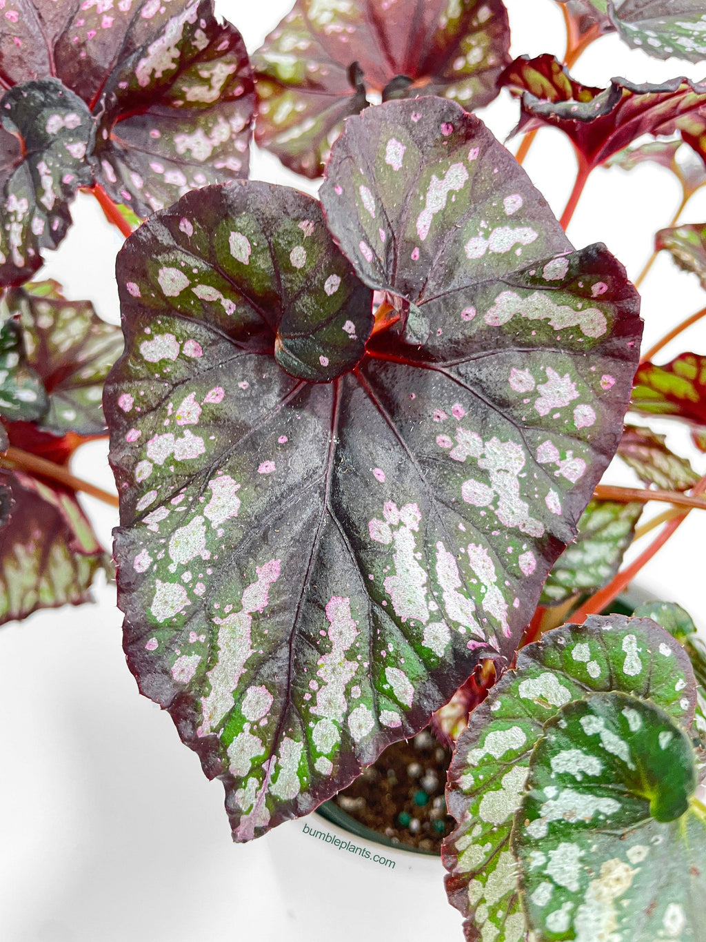 Begonia Rex King Cumbia