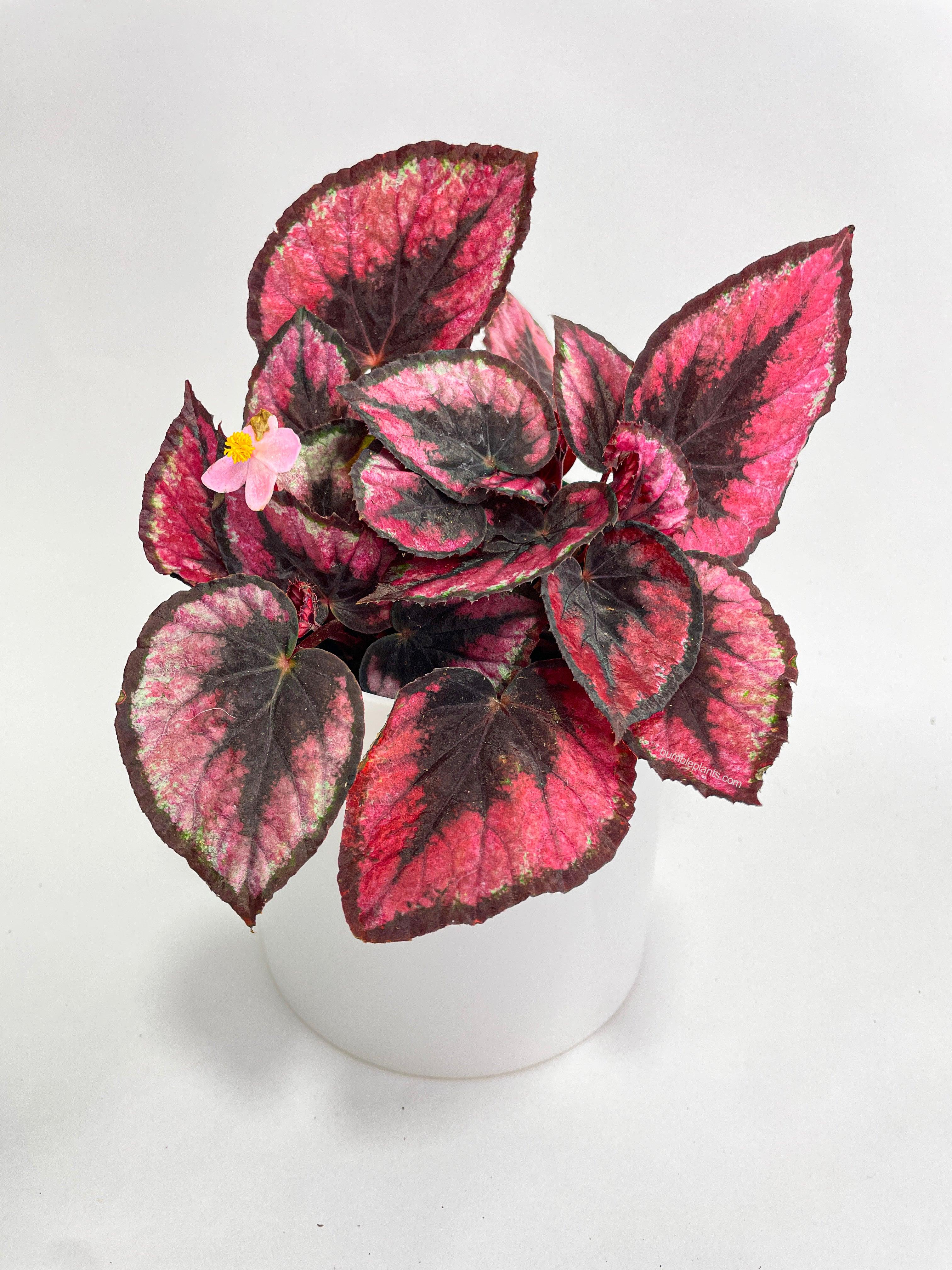 Begonia Rex 'Red Kiss'