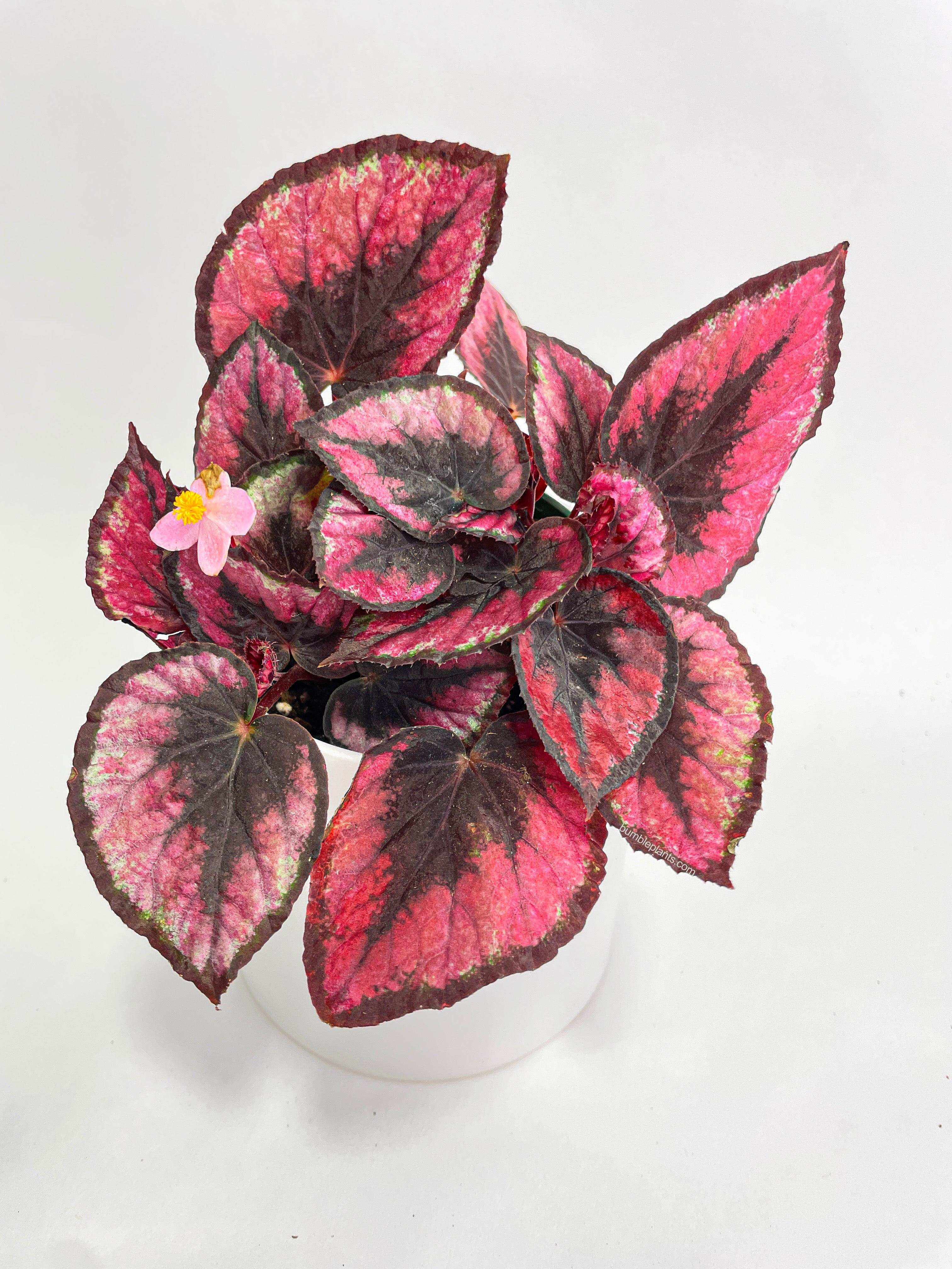 Begonia Rex 'Red Kiss'
