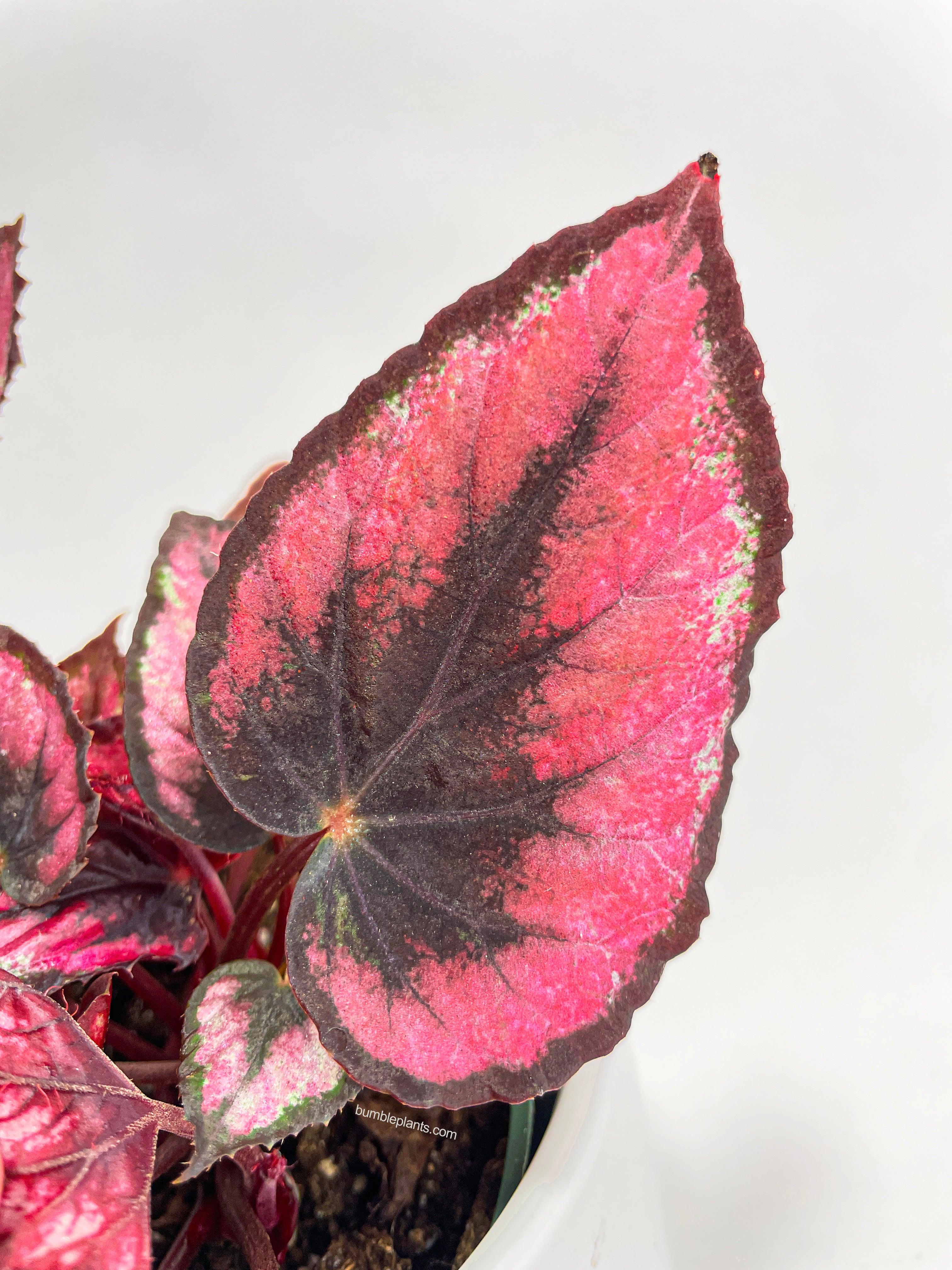Begonia Rex 'Red Kiss'