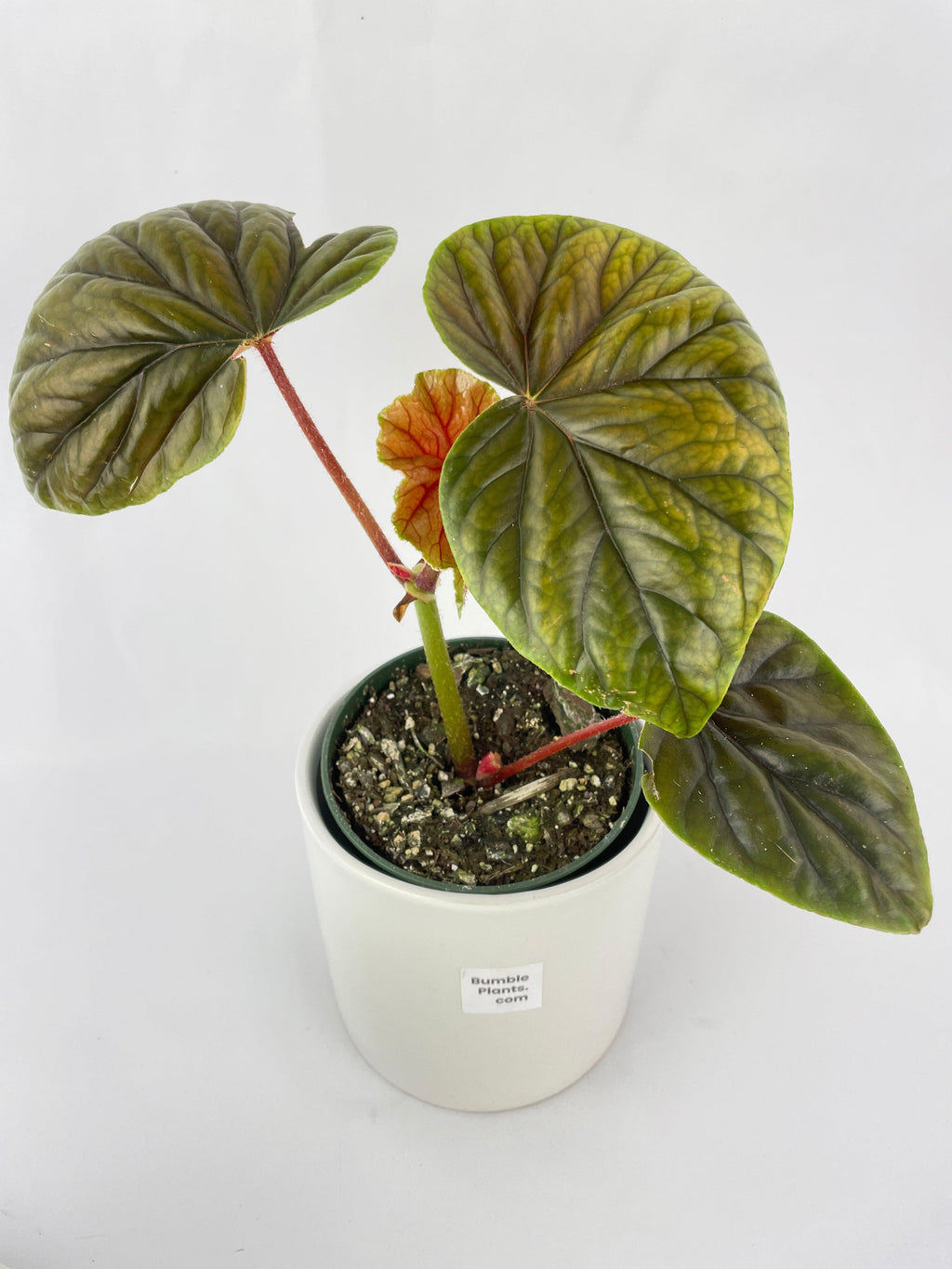 Begonia Thurstonii