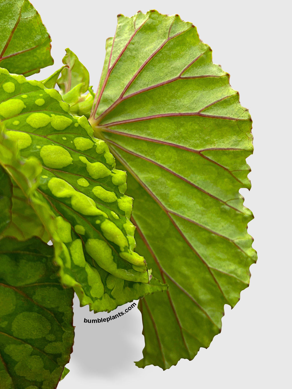 Begonia U038 Chlorosticta