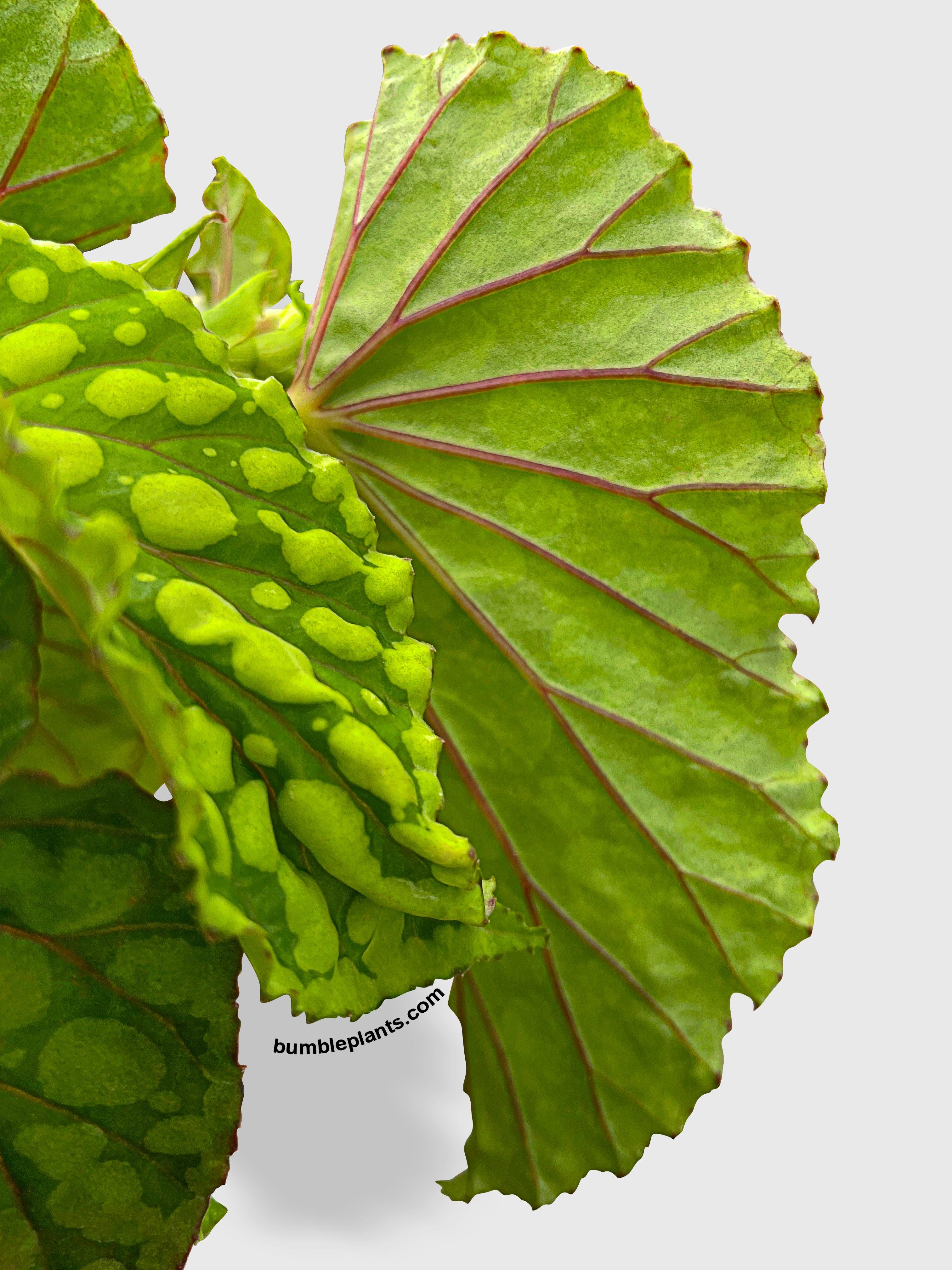 Begonia U038 Chlorosticta