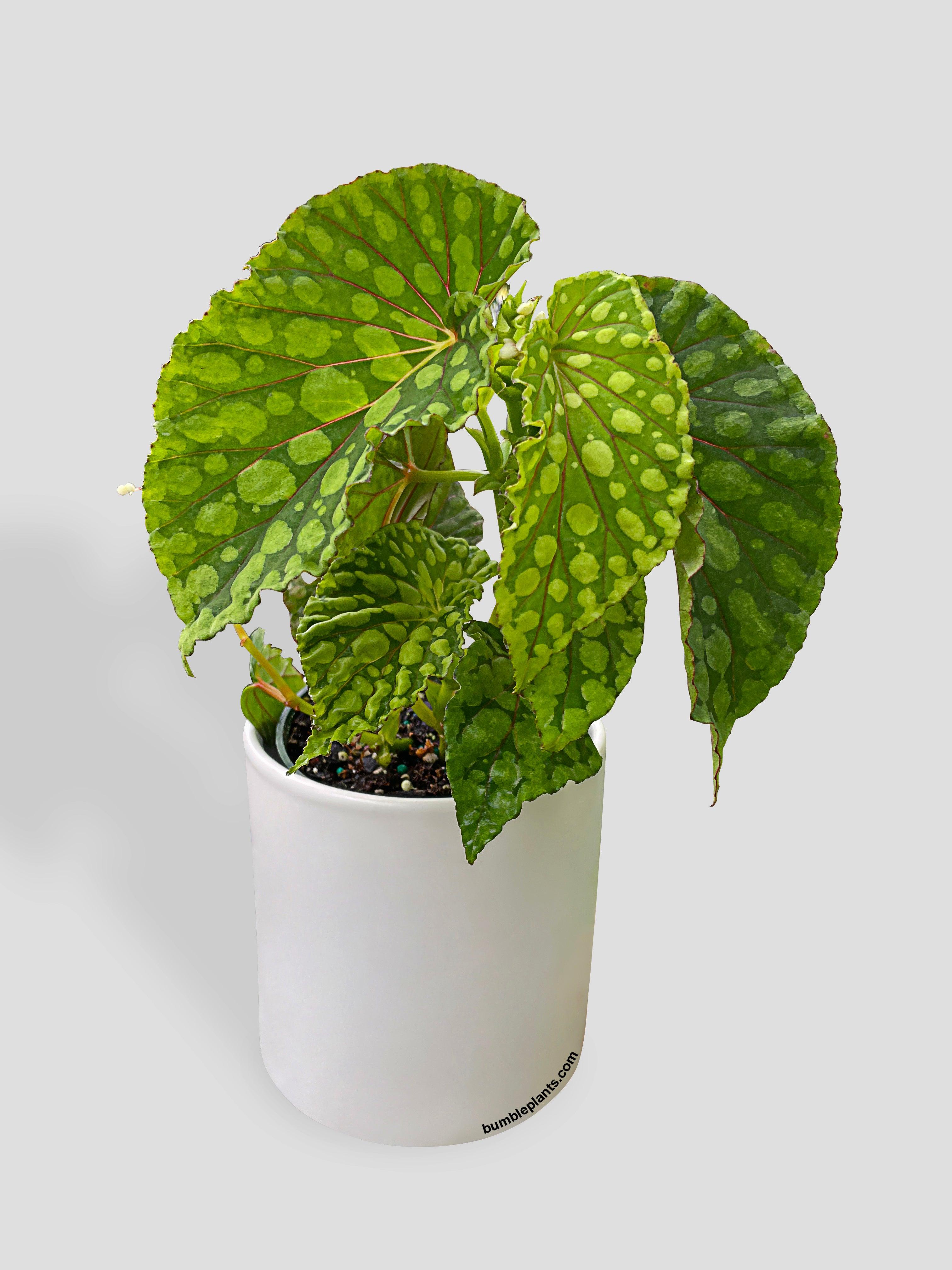 Begonia U038 Chlorosticta