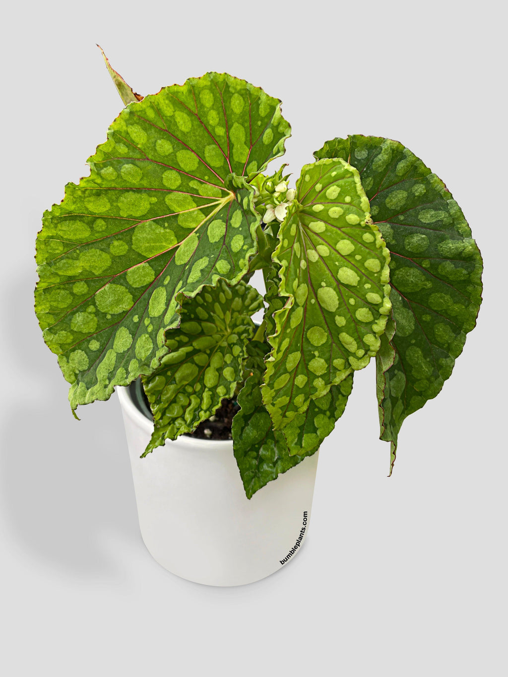 Begonia U038 Chlorosticta