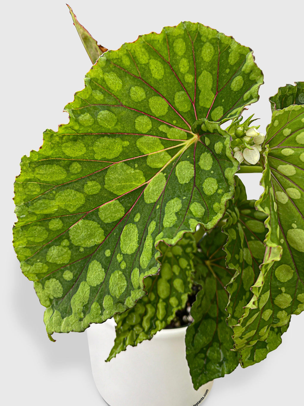 Begonia U038 Chlorosticta