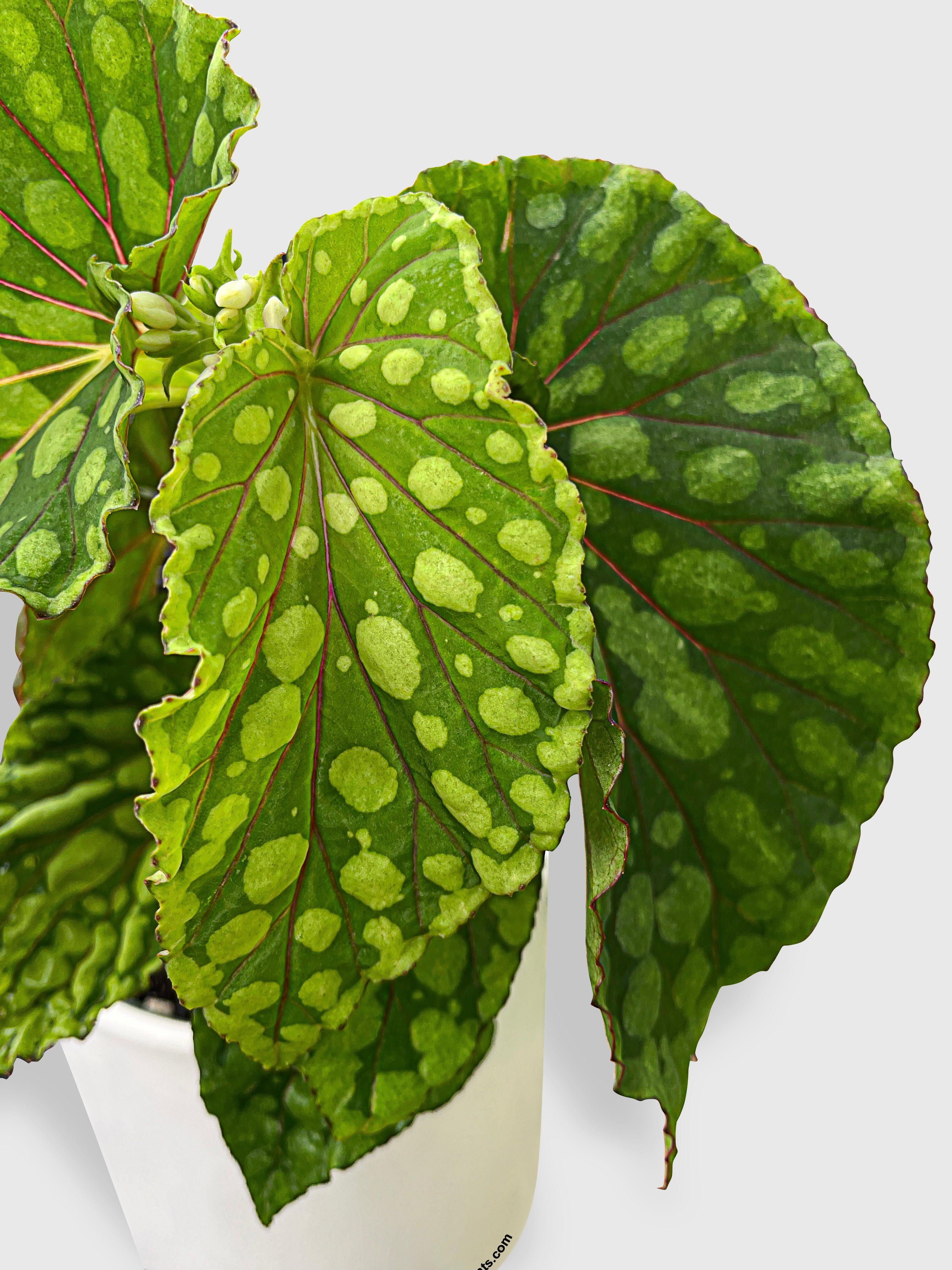 Begonia U038 Chlorosticta