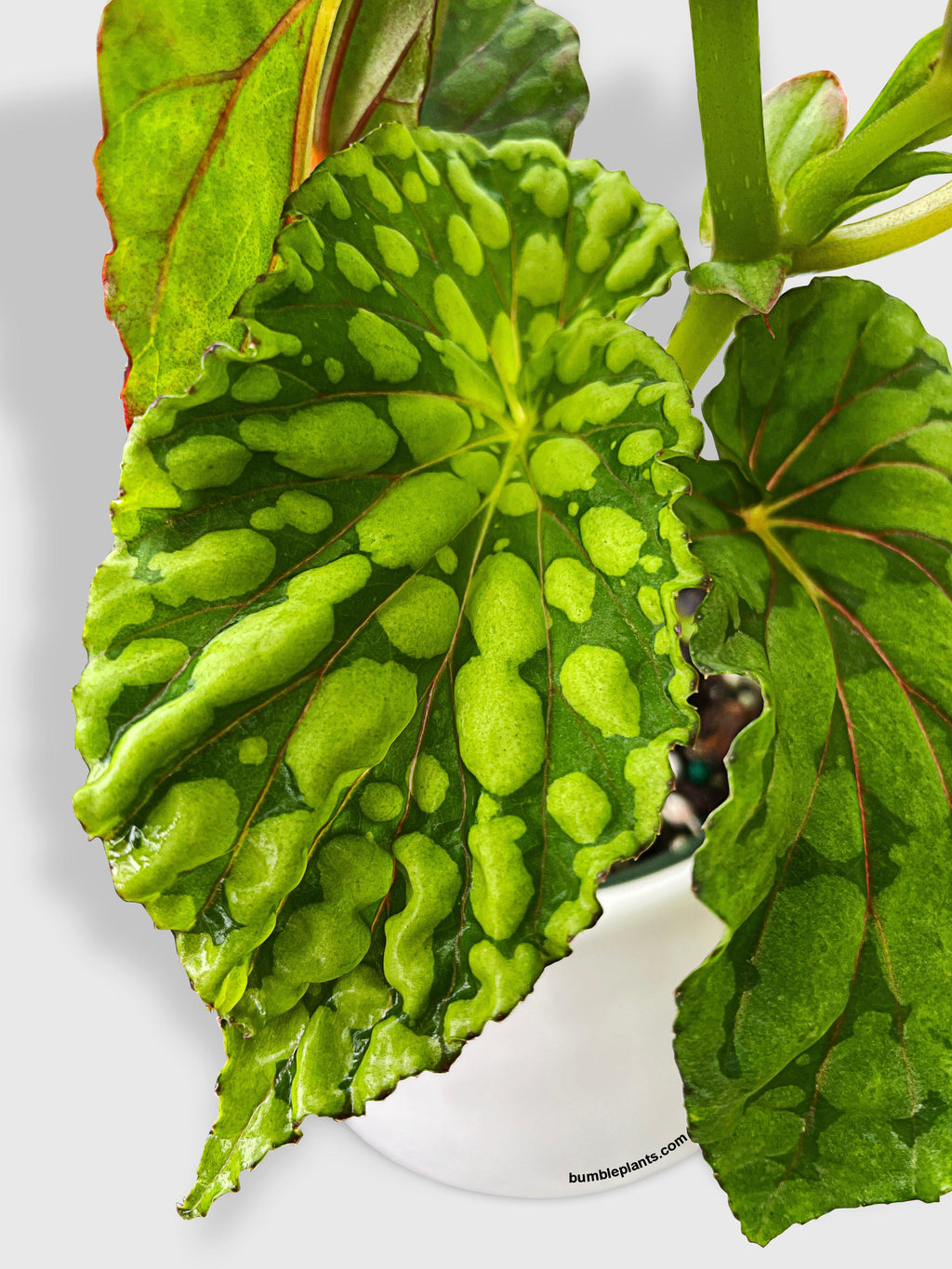 Begonia U038 Chlorosticta