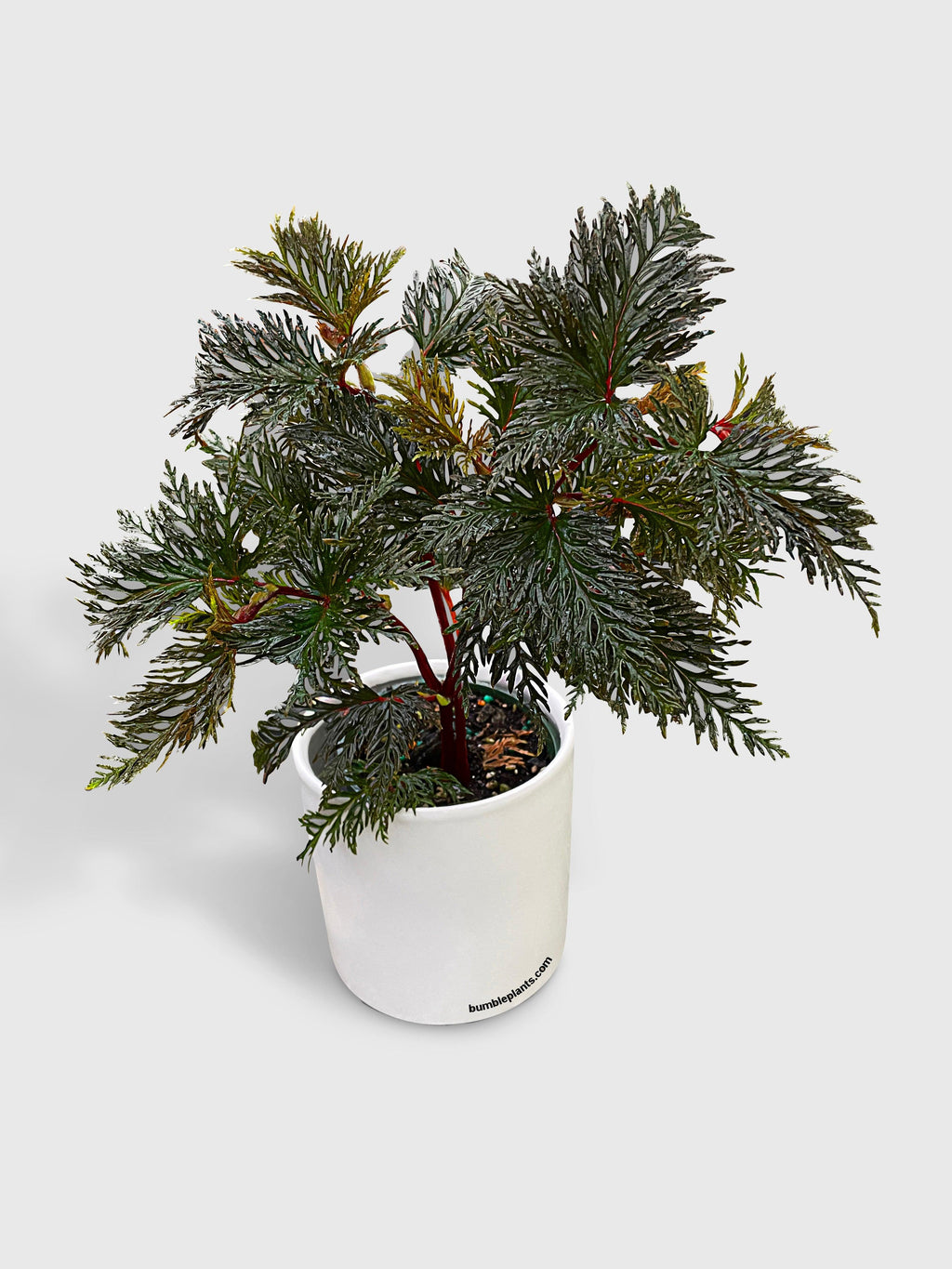 Begonia Bipinnatifida