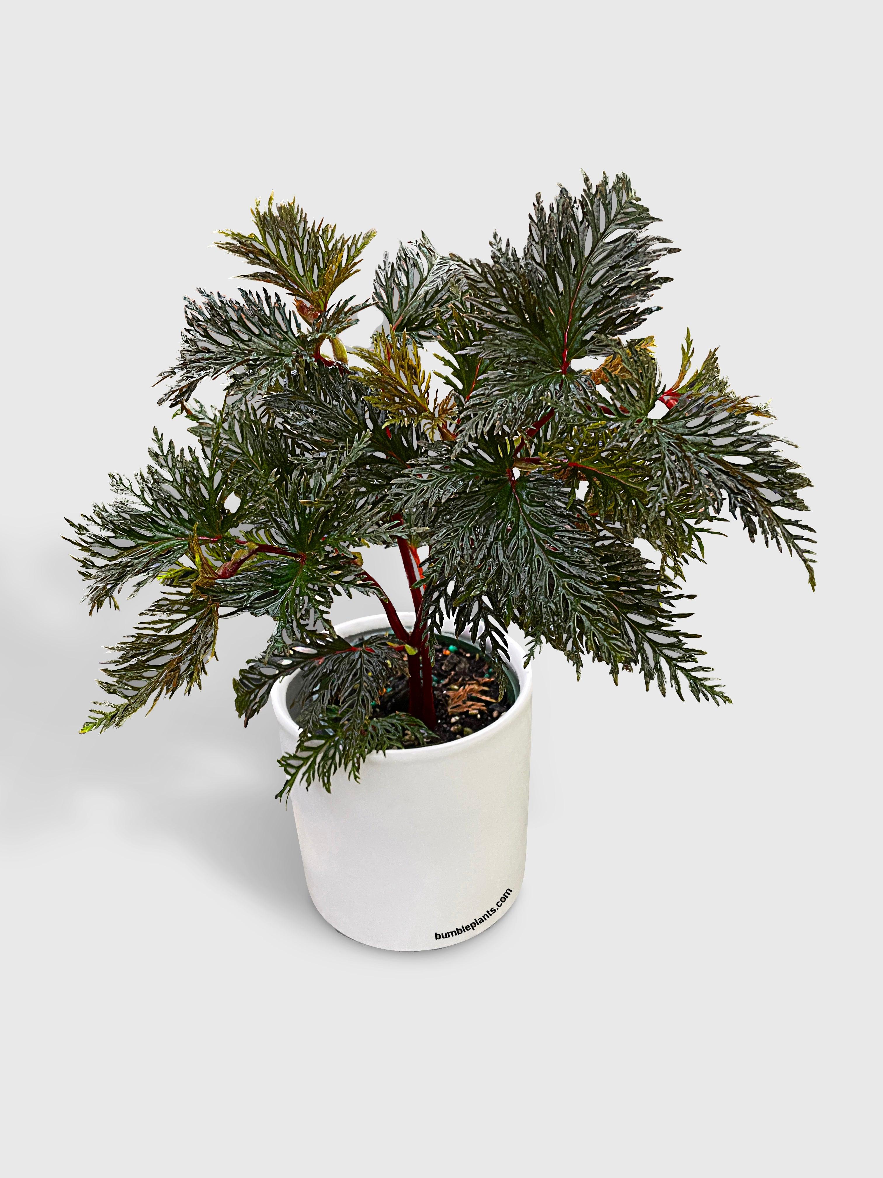 Begonia Bipinnatifida