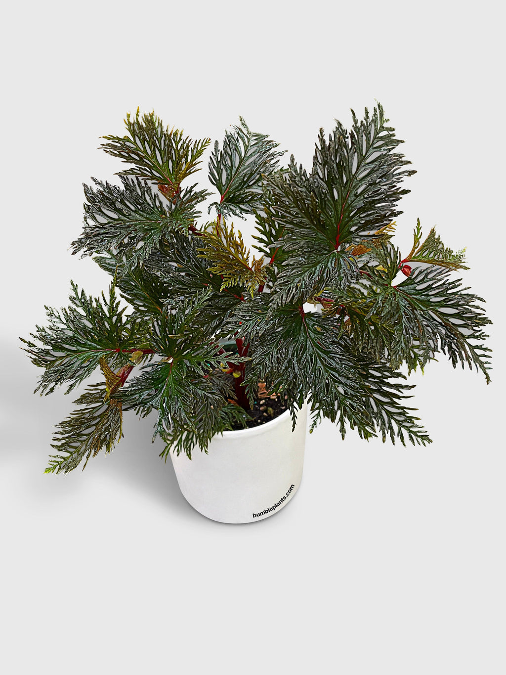 Begonia Bipinnatifida