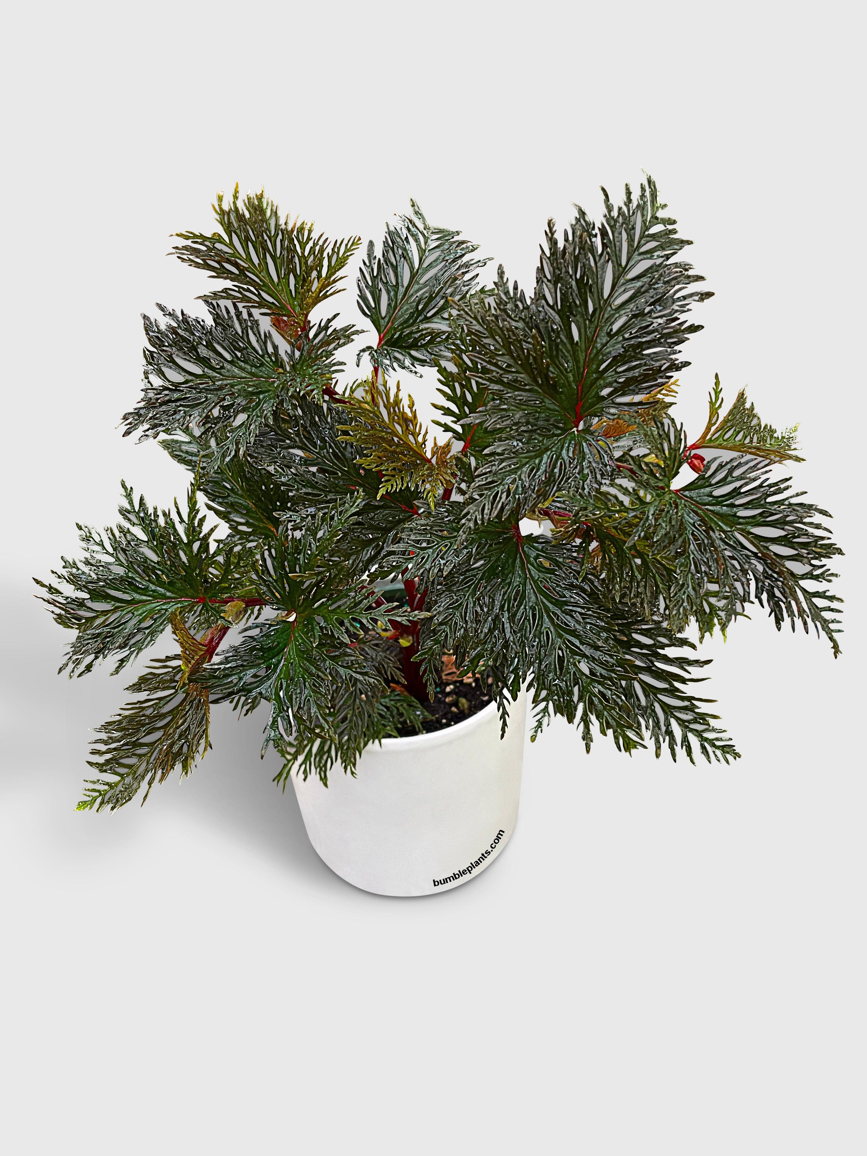 Begonia Bipinnatifida