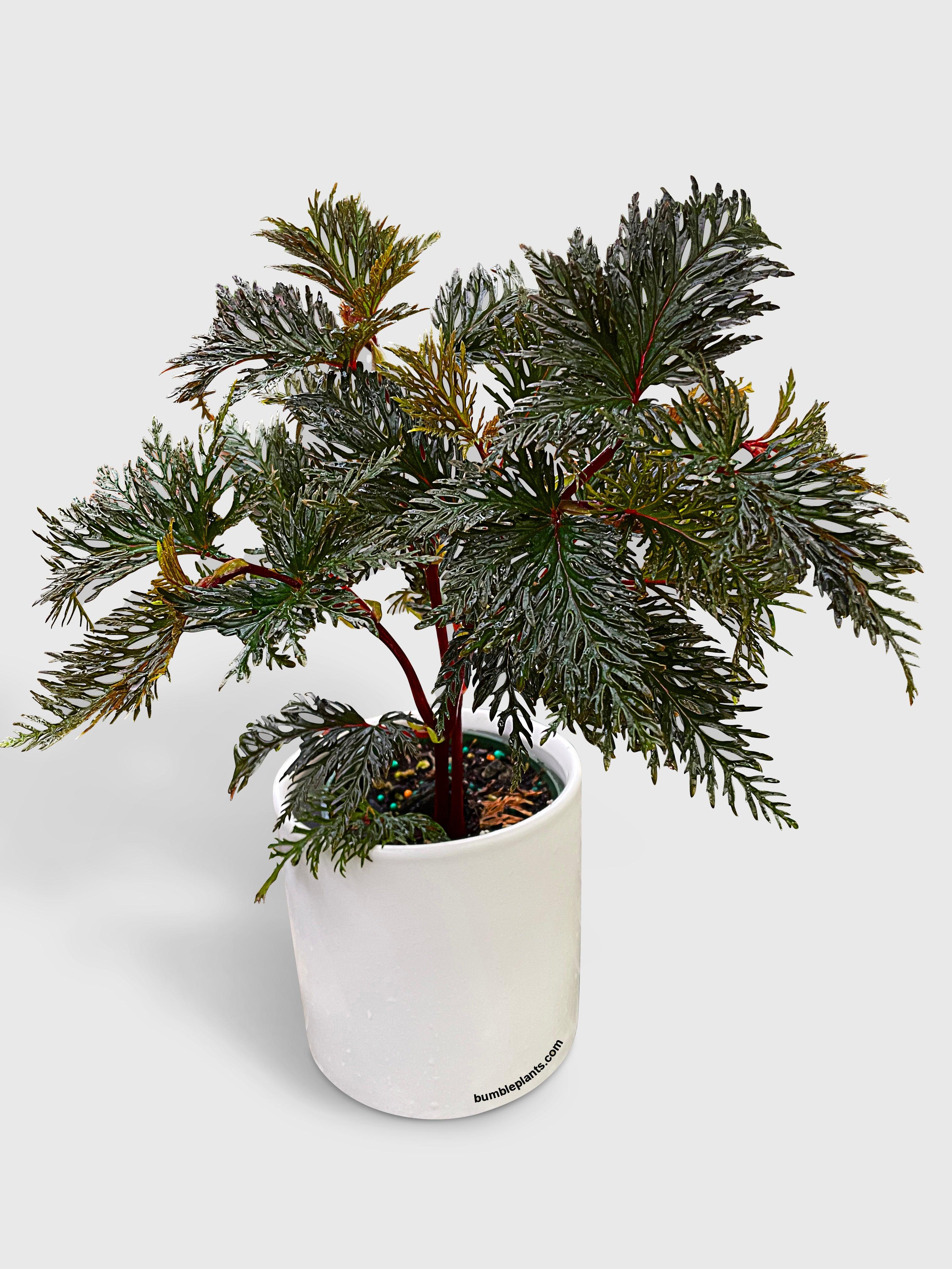 Begonia Bipinnatifida