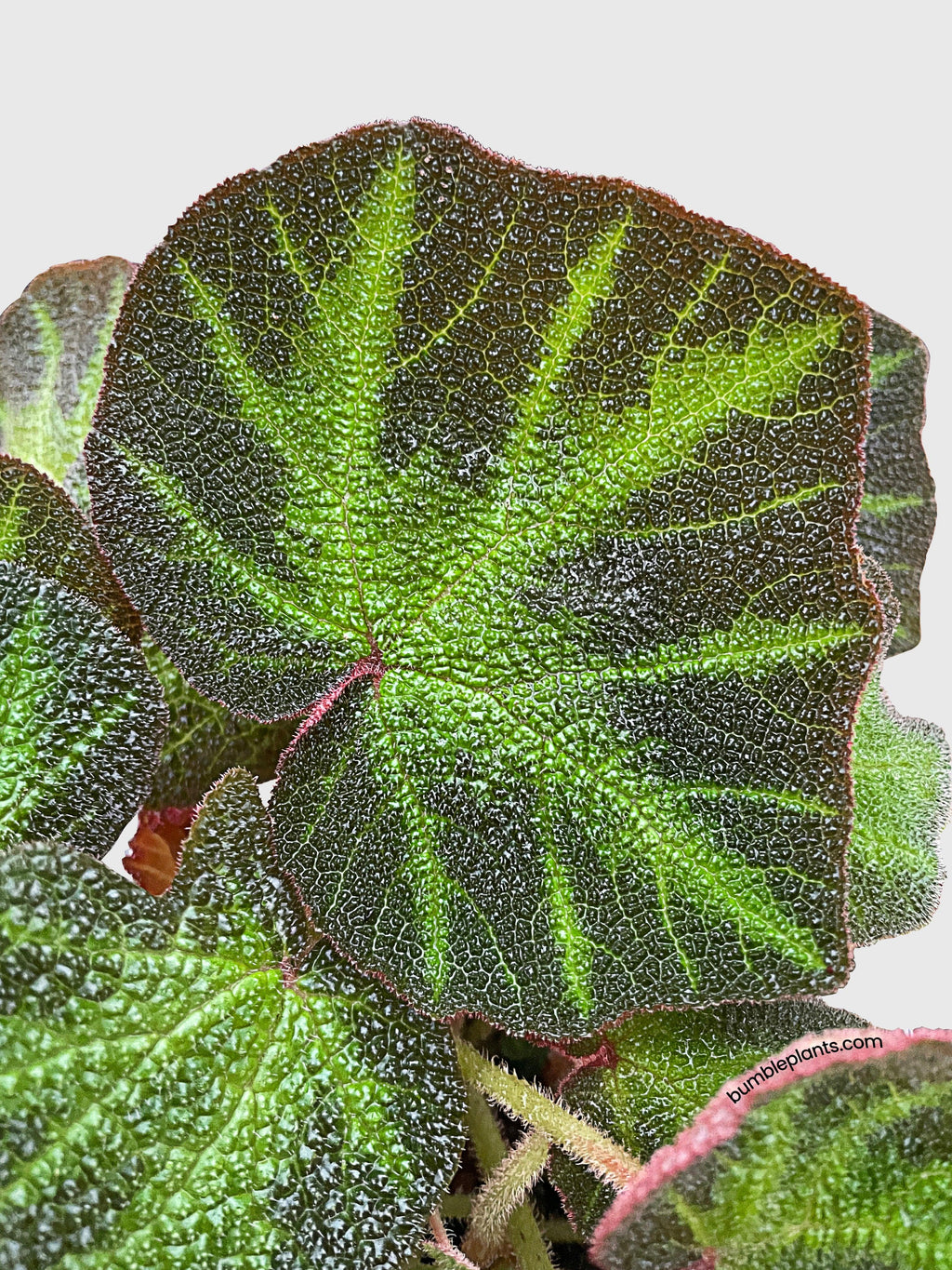 Begonia Soli-Mutata (Sun-Changing Begonia)