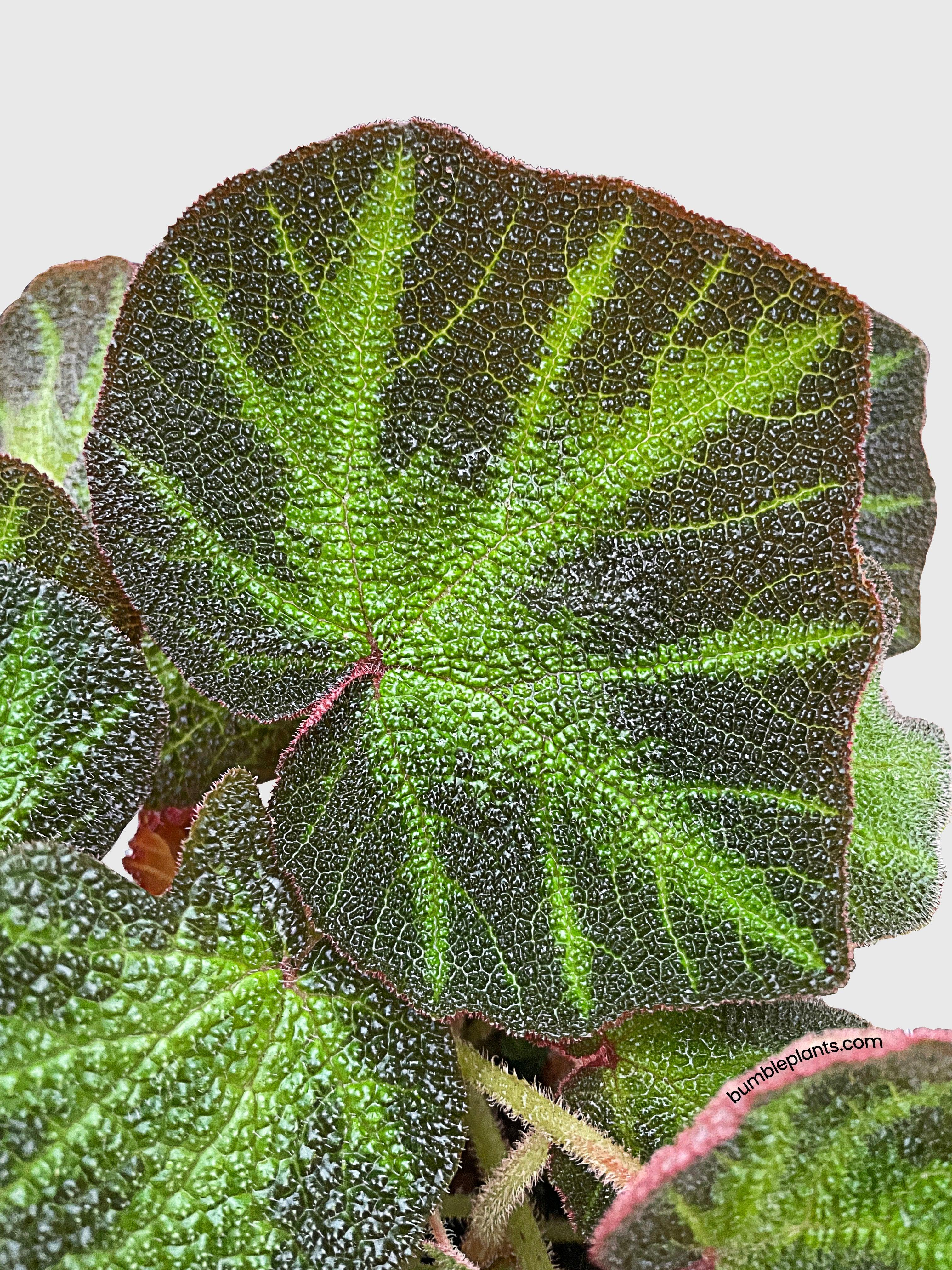 Begonia Soli-Mutata (Sun-Changing Begonia)