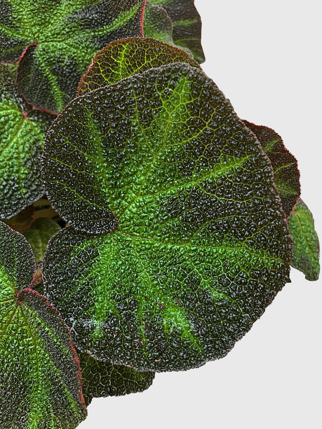 Begonia Soli-Mutata (Sun-Changing Begonia)