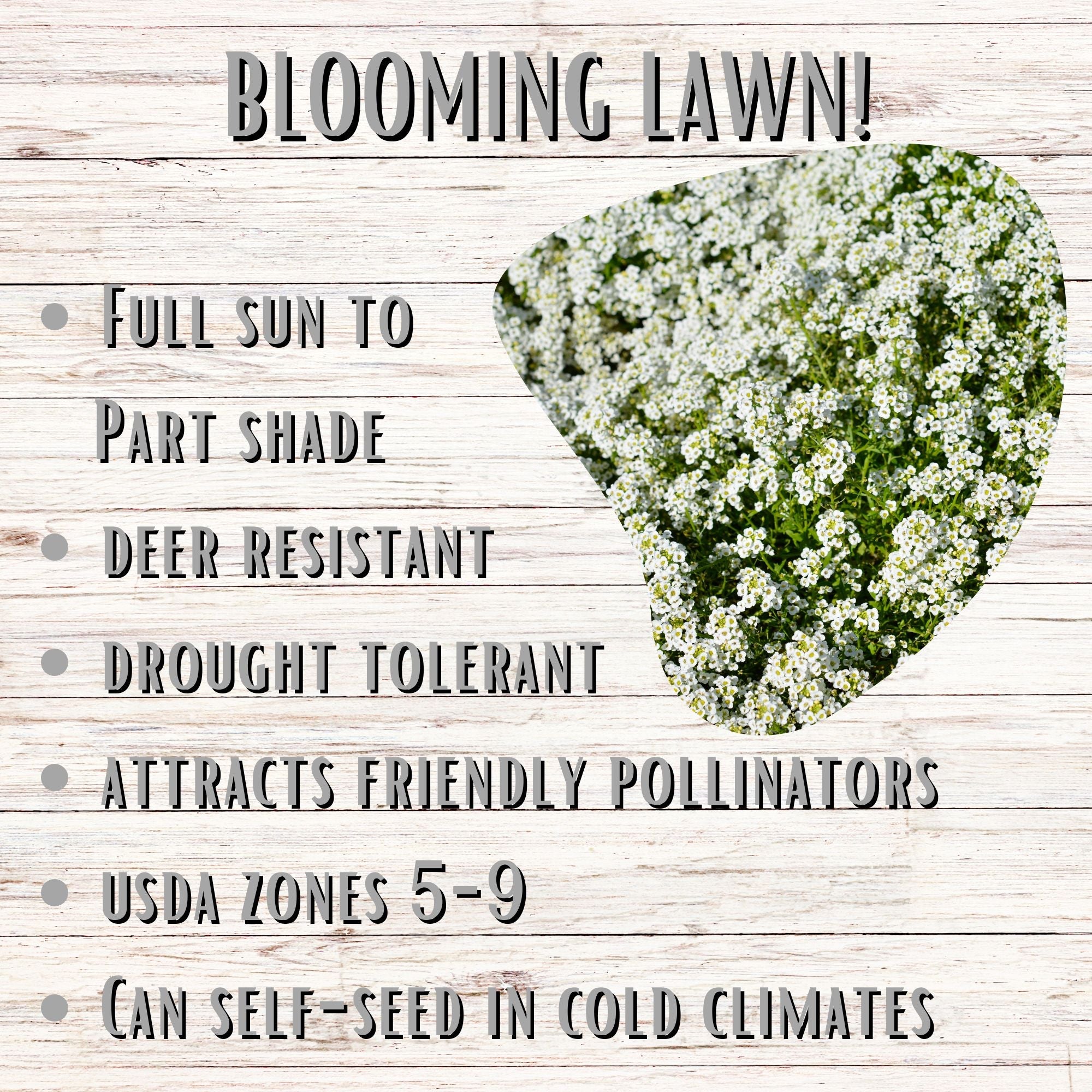 Sweet Alyssum Carpet Of Snow Seed Pouch