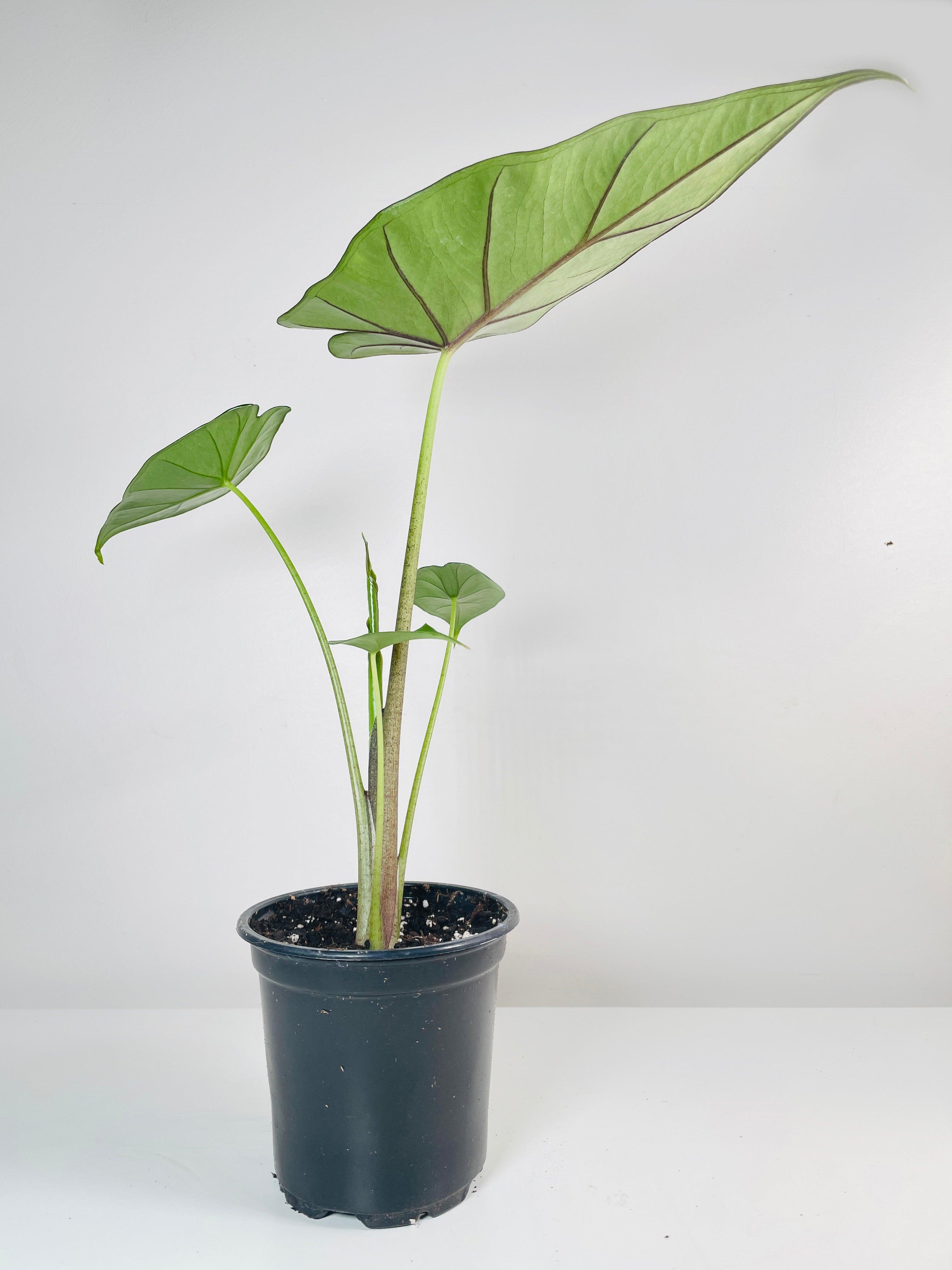 Alocasia 'Sumo' Black Veins