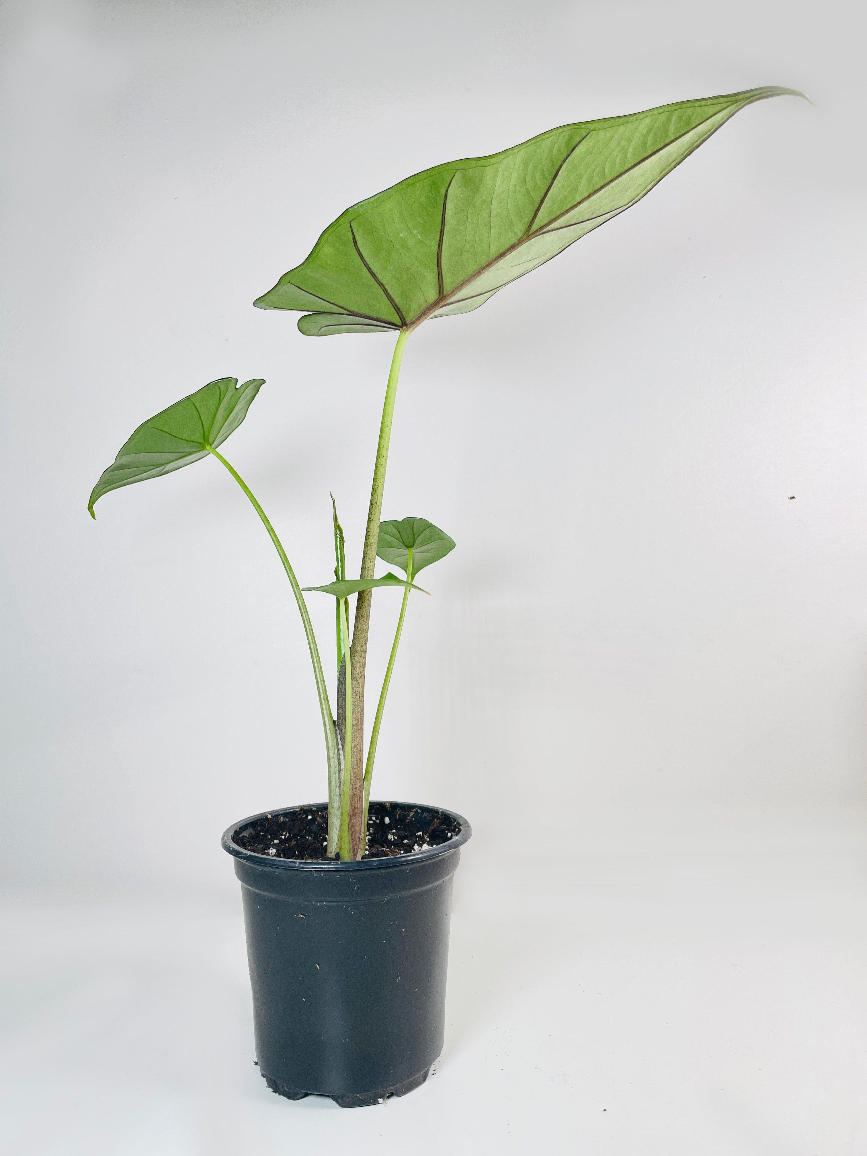Alocasia 'Sumo' Black Veins