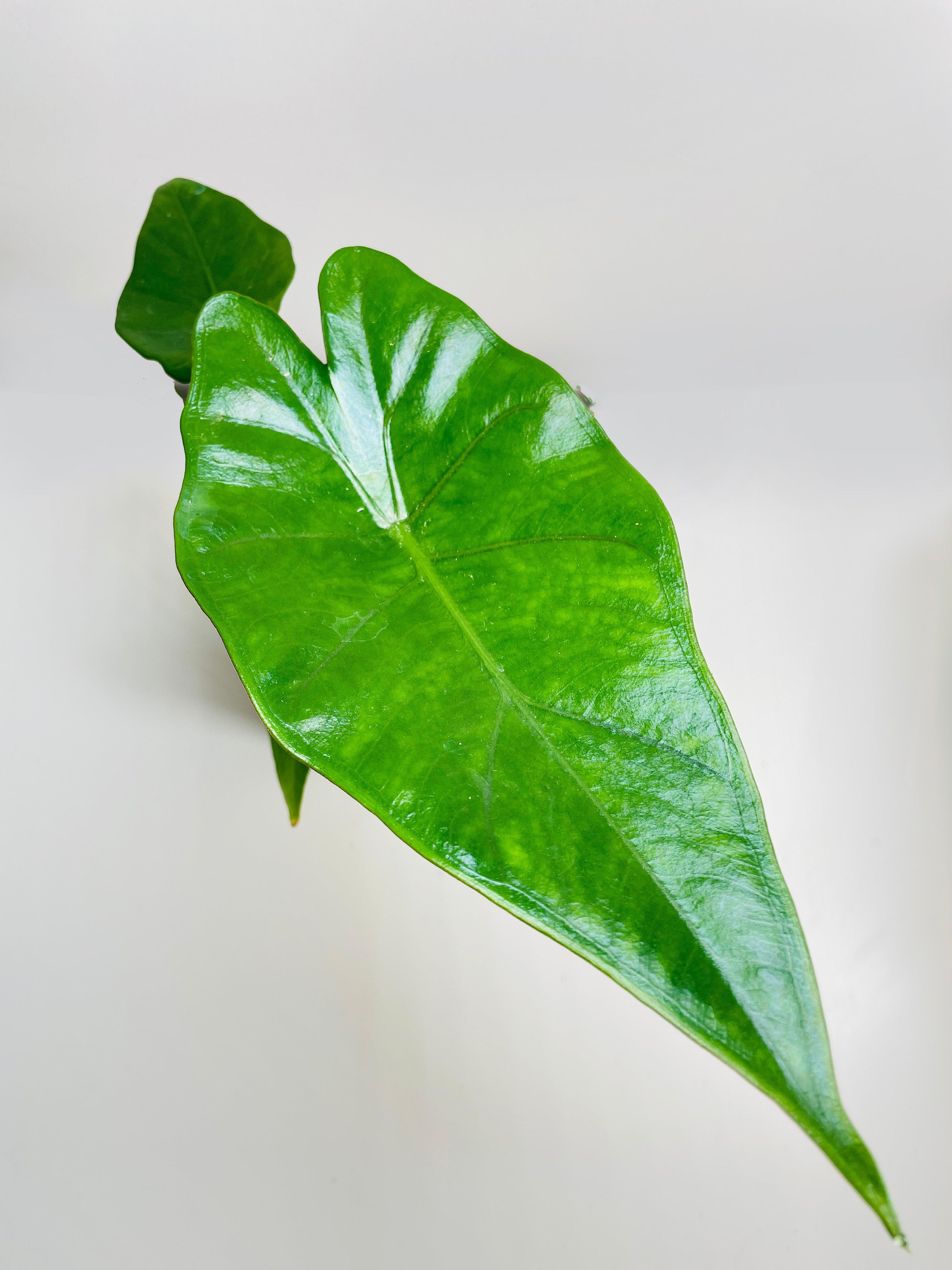Alocasia 'Sumo' Black Veins