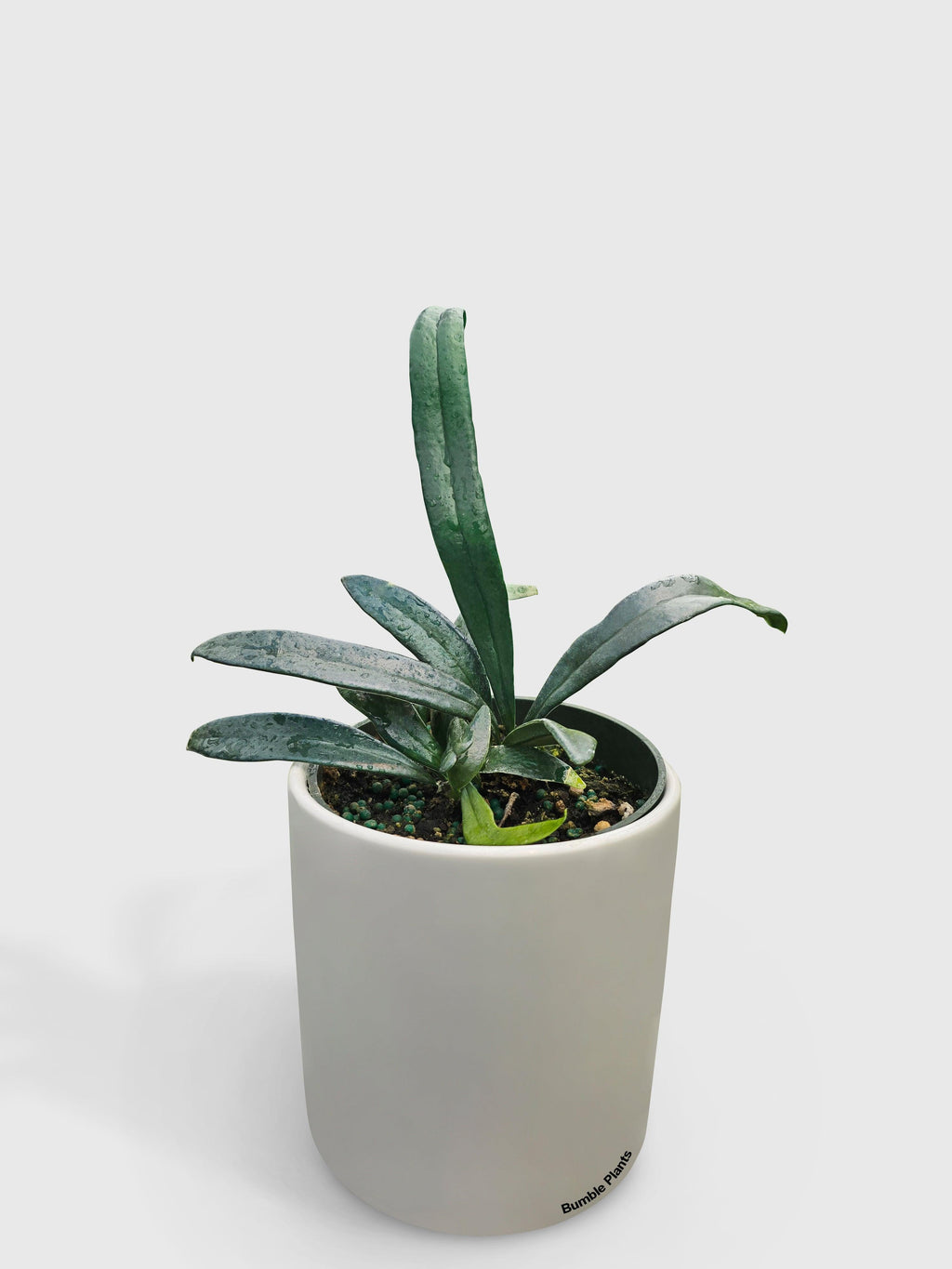 Blue Oil Fern 'Microsorum Thailandicum'