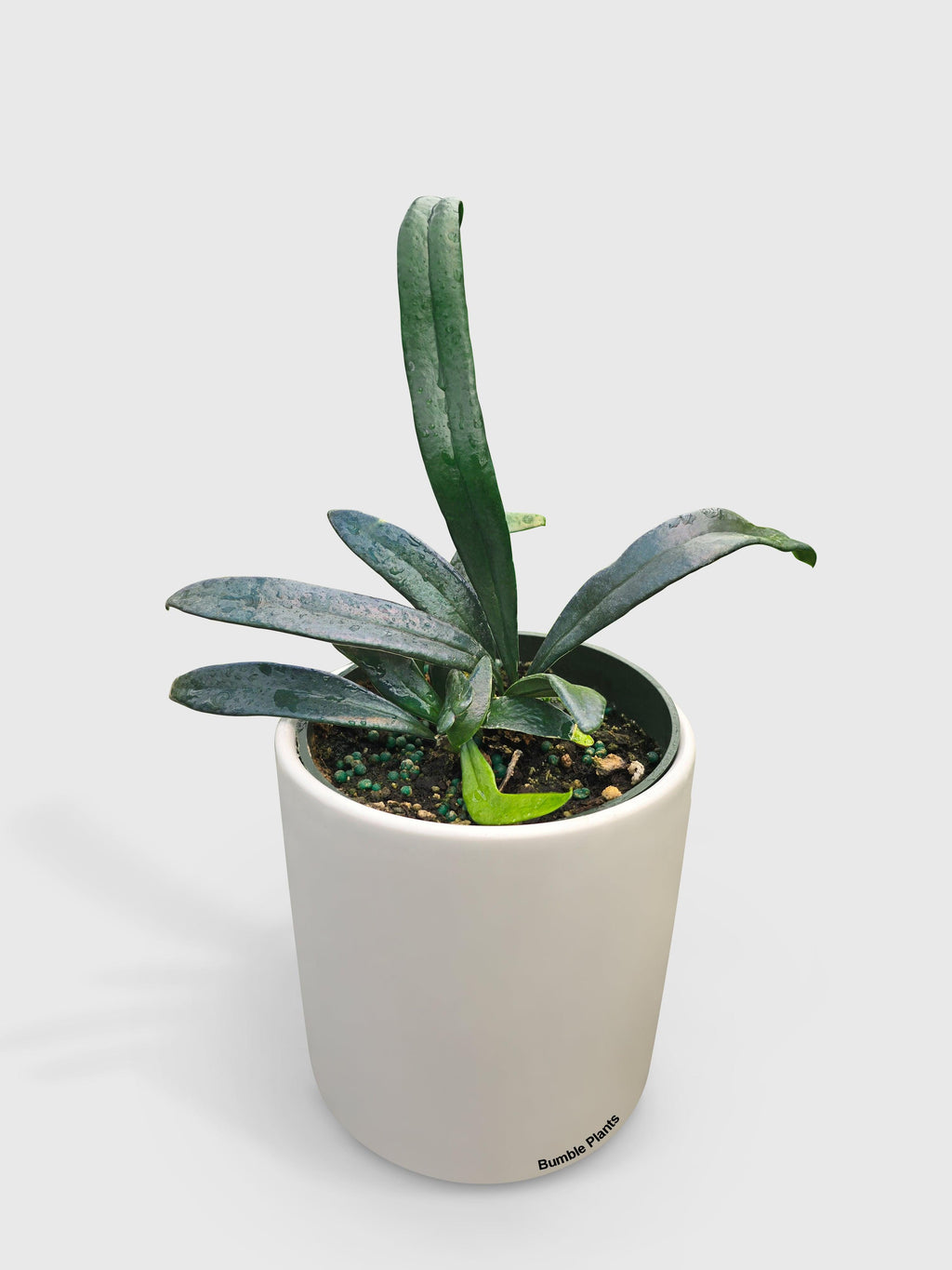 Blue Oil Fern 'Microsorum Thailandicum'