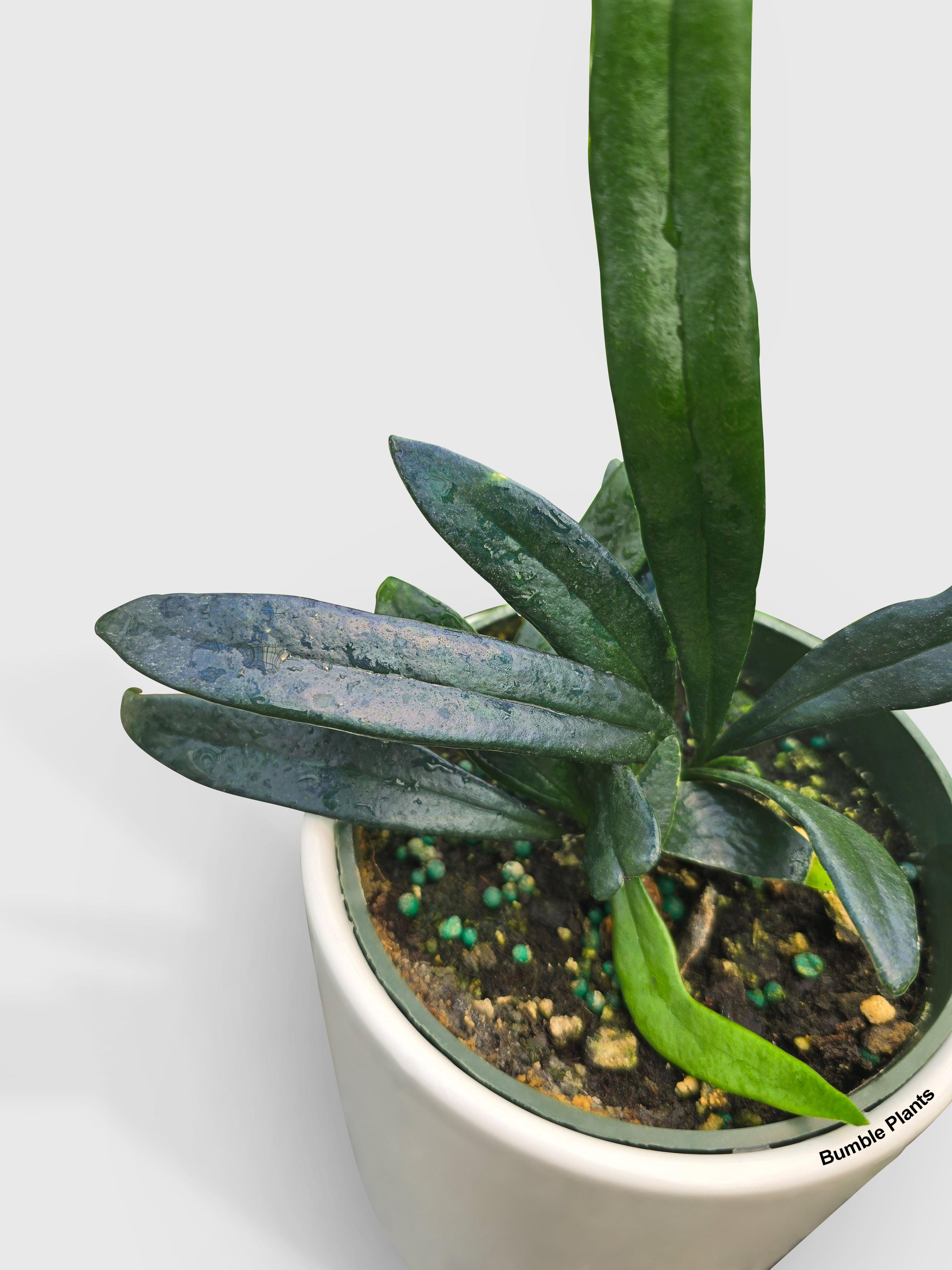 Blue Oil Fern 'Microsorum Thailandicum'