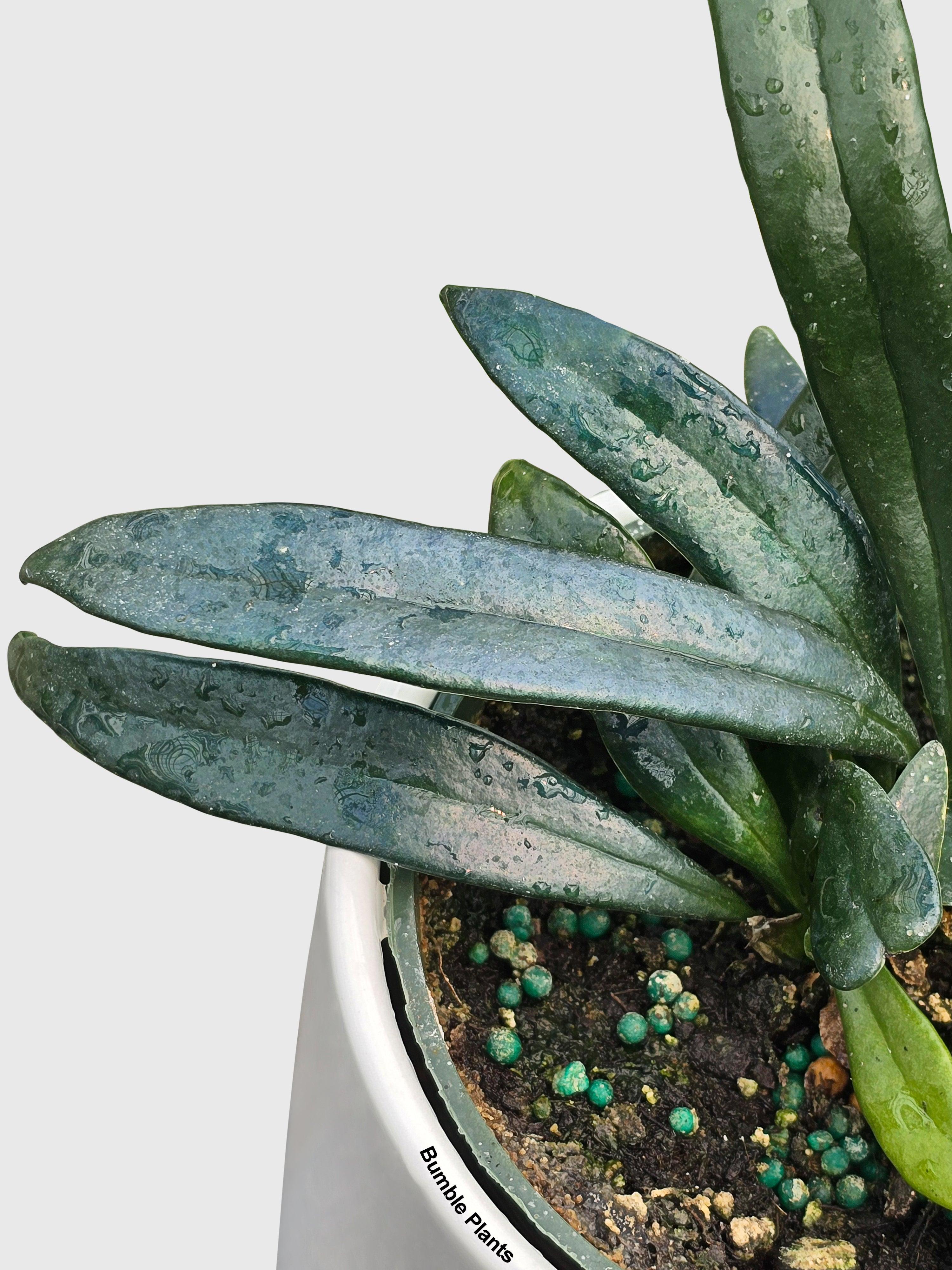 Blue Oil Fern 'Microsorum Thailandicum'